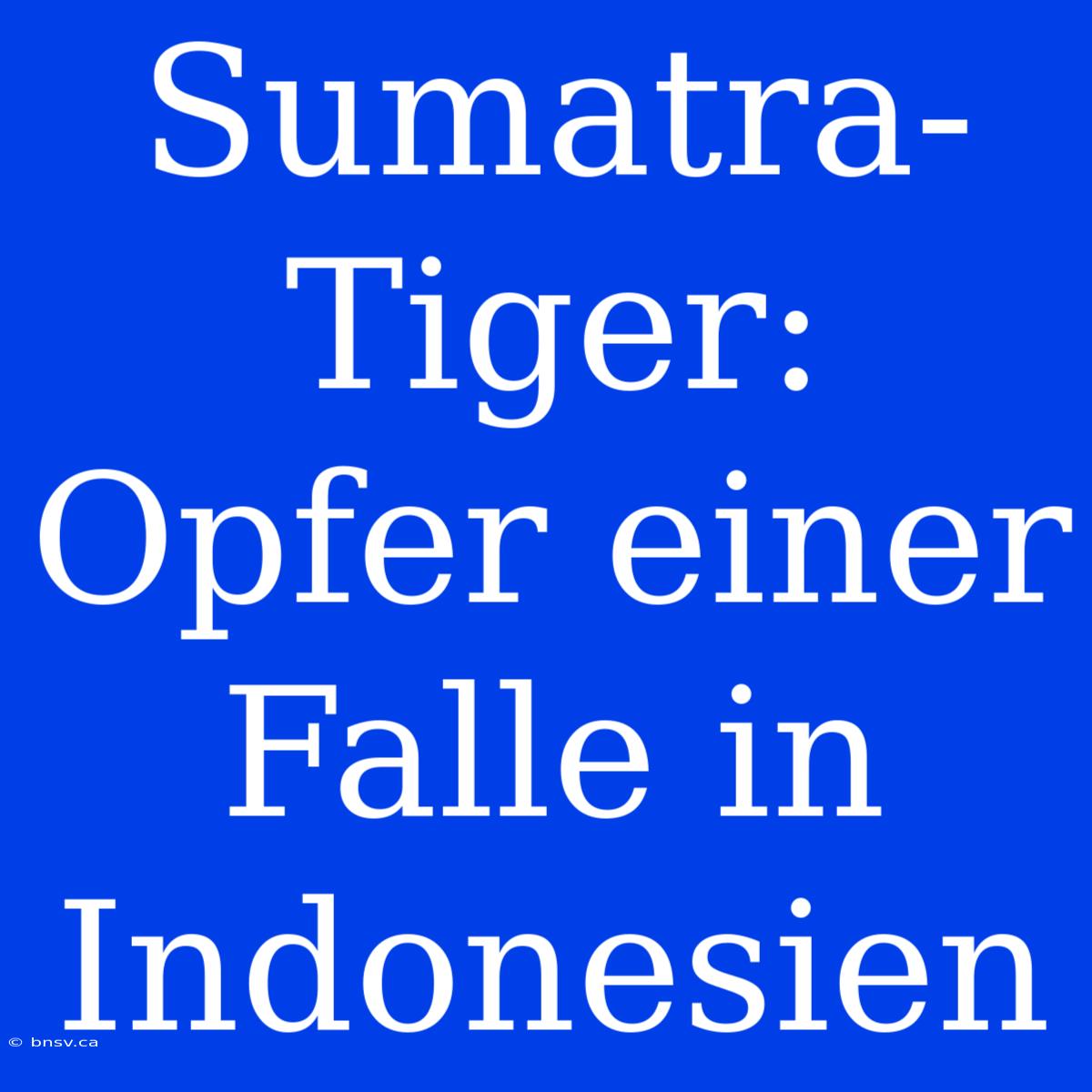 Sumatra-Tiger: Opfer Einer Falle In Indonesien