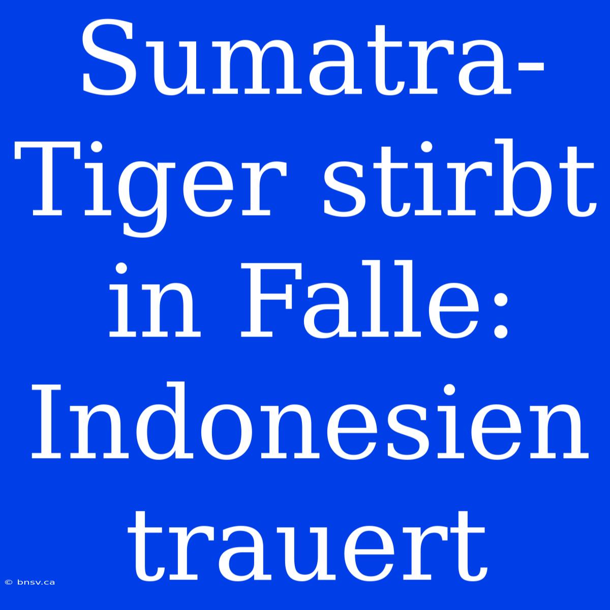 Sumatra-Tiger Stirbt In Falle: Indonesien Trauert