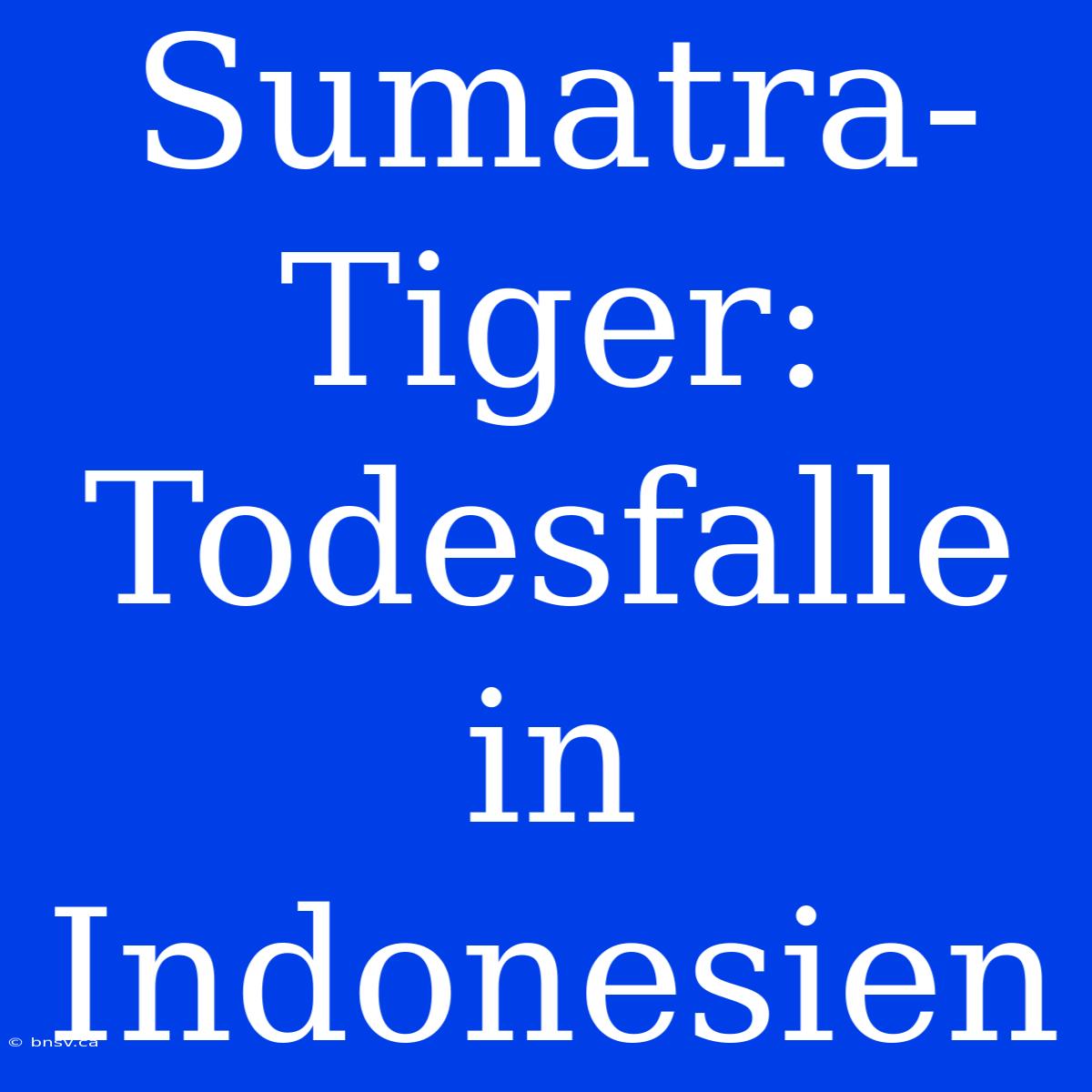 Sumatra-Tiger: Todesfalle In Indonesien