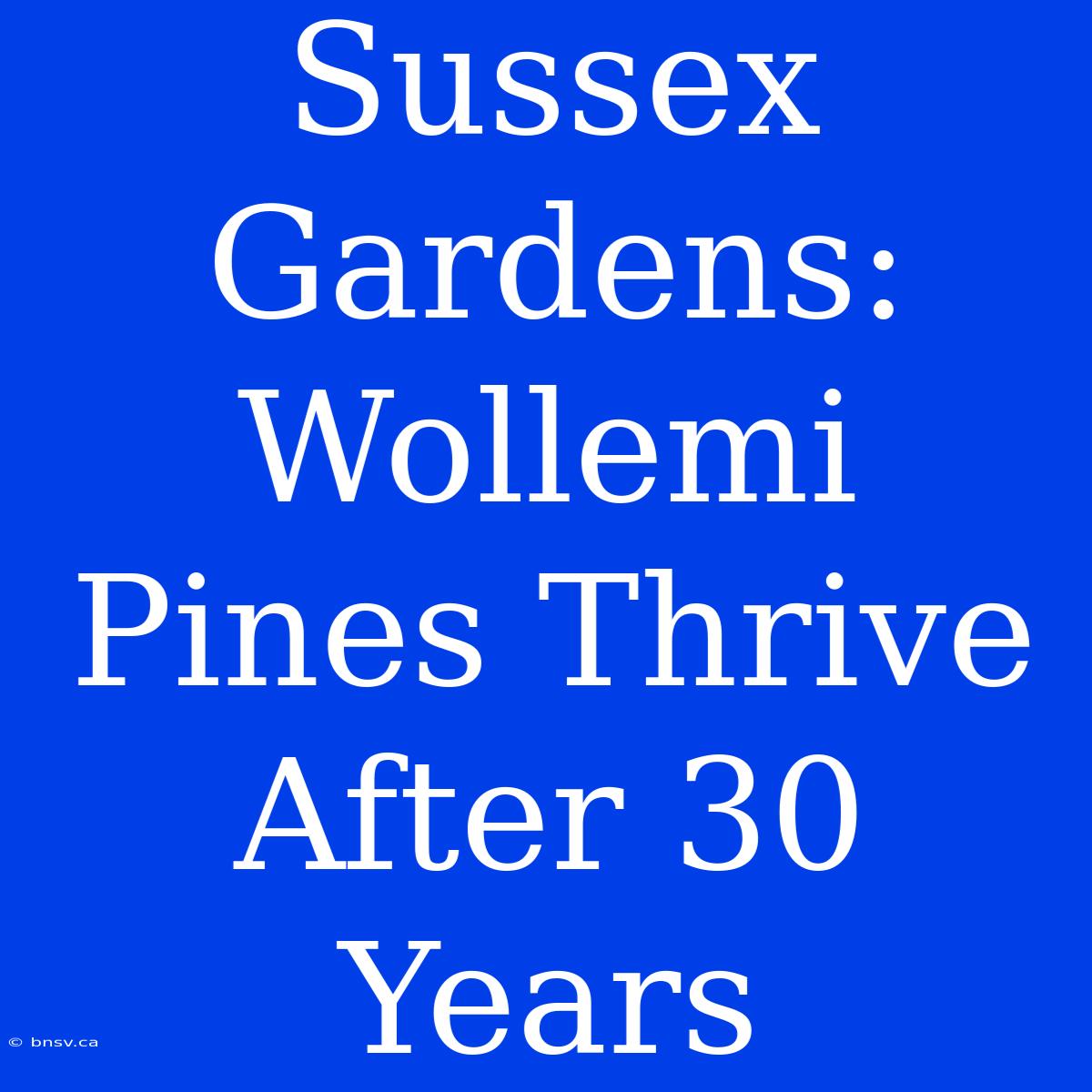 Sussex Gardens: Wollemi Pines Thrive After 30 Years