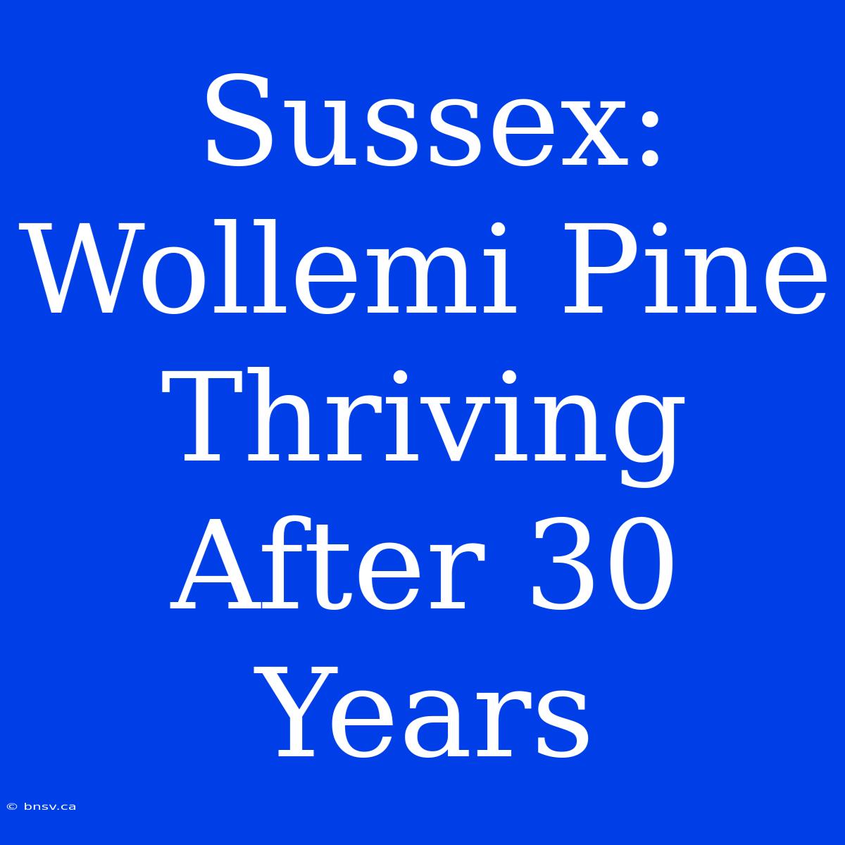 Sussex: Wollemi Pine Thriving After 30 Years