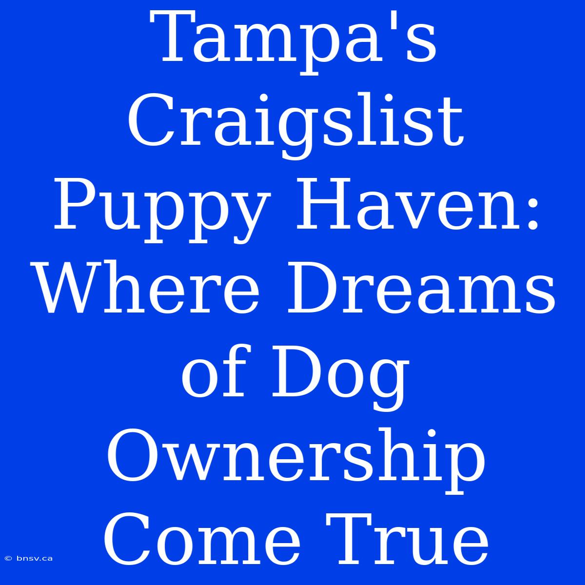 Tampa's Craigslist Puppy Haven: Where Dreams Of Dog Ownership Come True