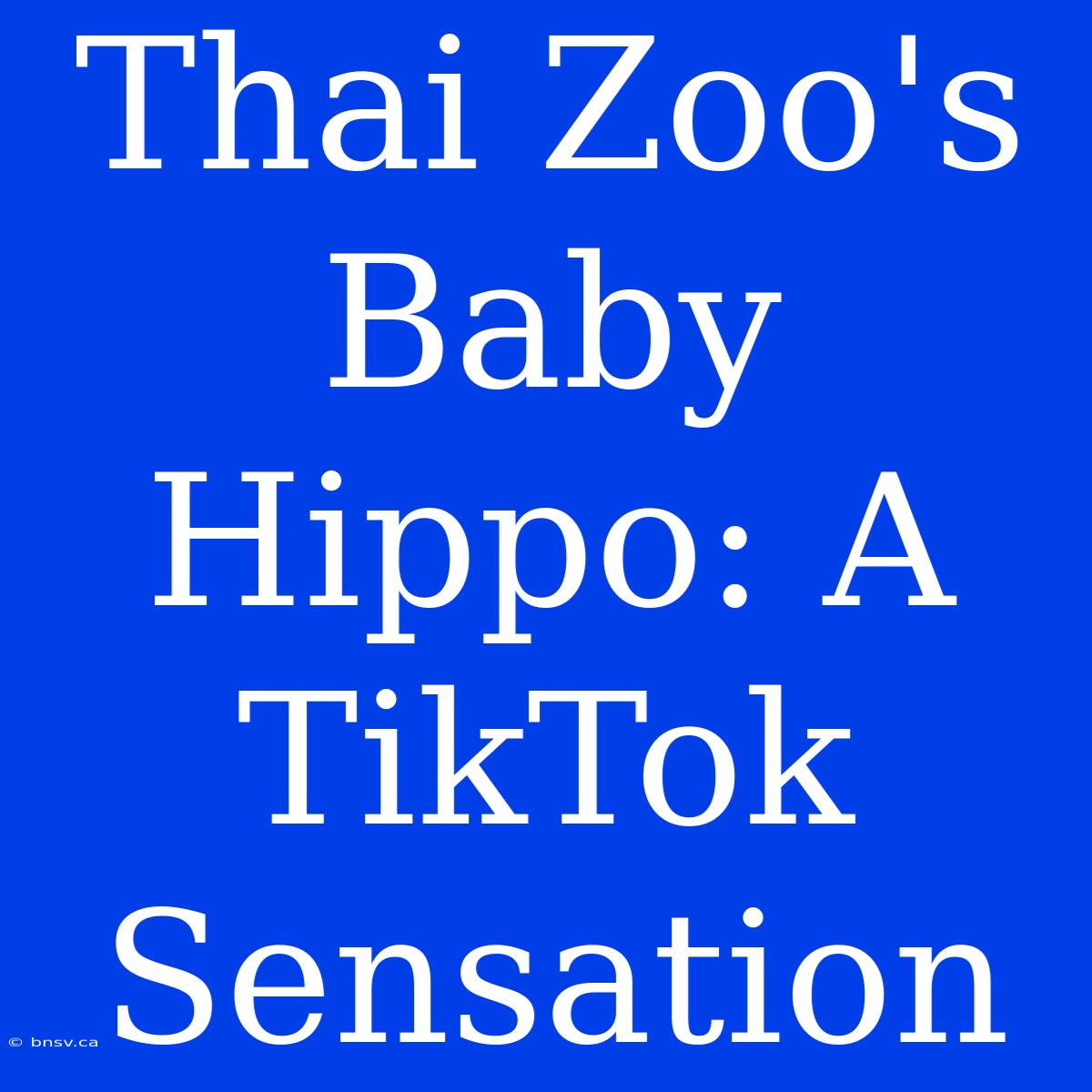 Thai Zoo's Baby Hippo: A TikTok Sensation