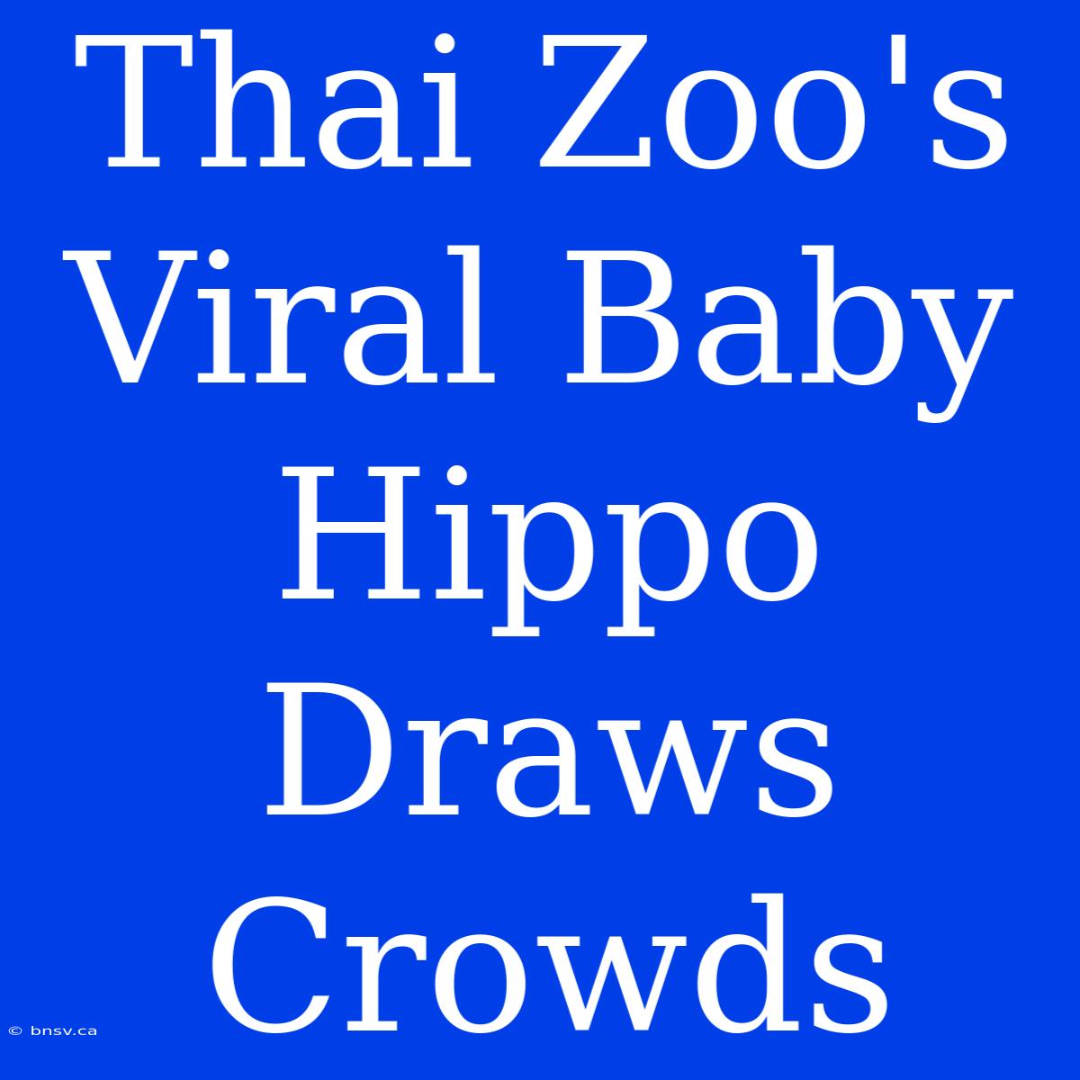 Thai Zoo's Viral Baby Hippo Draws Crowds