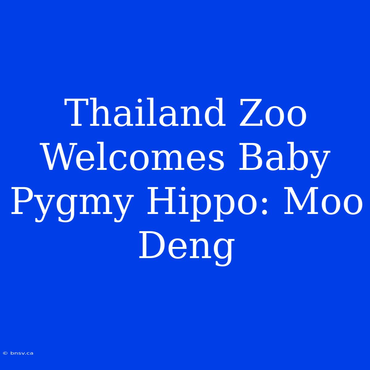 Thailand Zoo Welcomes Baby Pygmy Hippo: Moo Deng