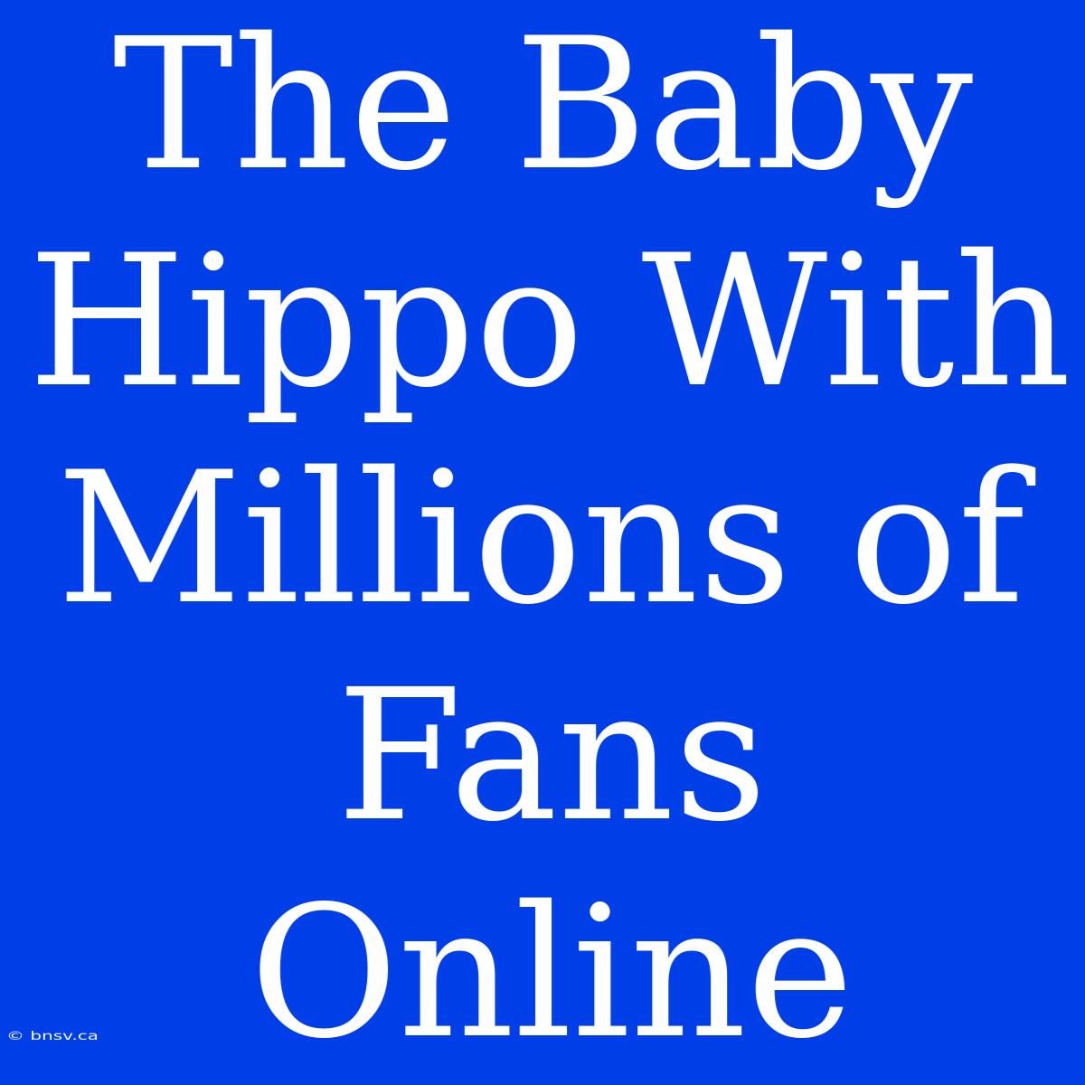 The Baby Hippo With Millions Of Fans Online