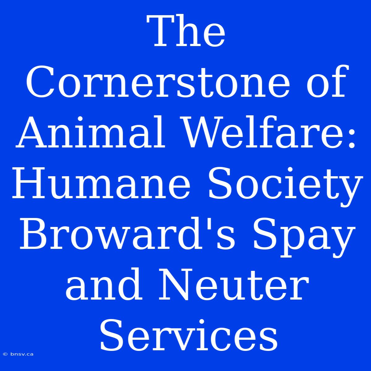 The Cornerstone Of Animal Welfare: Humane Society Broward's Spay And Neuter Services