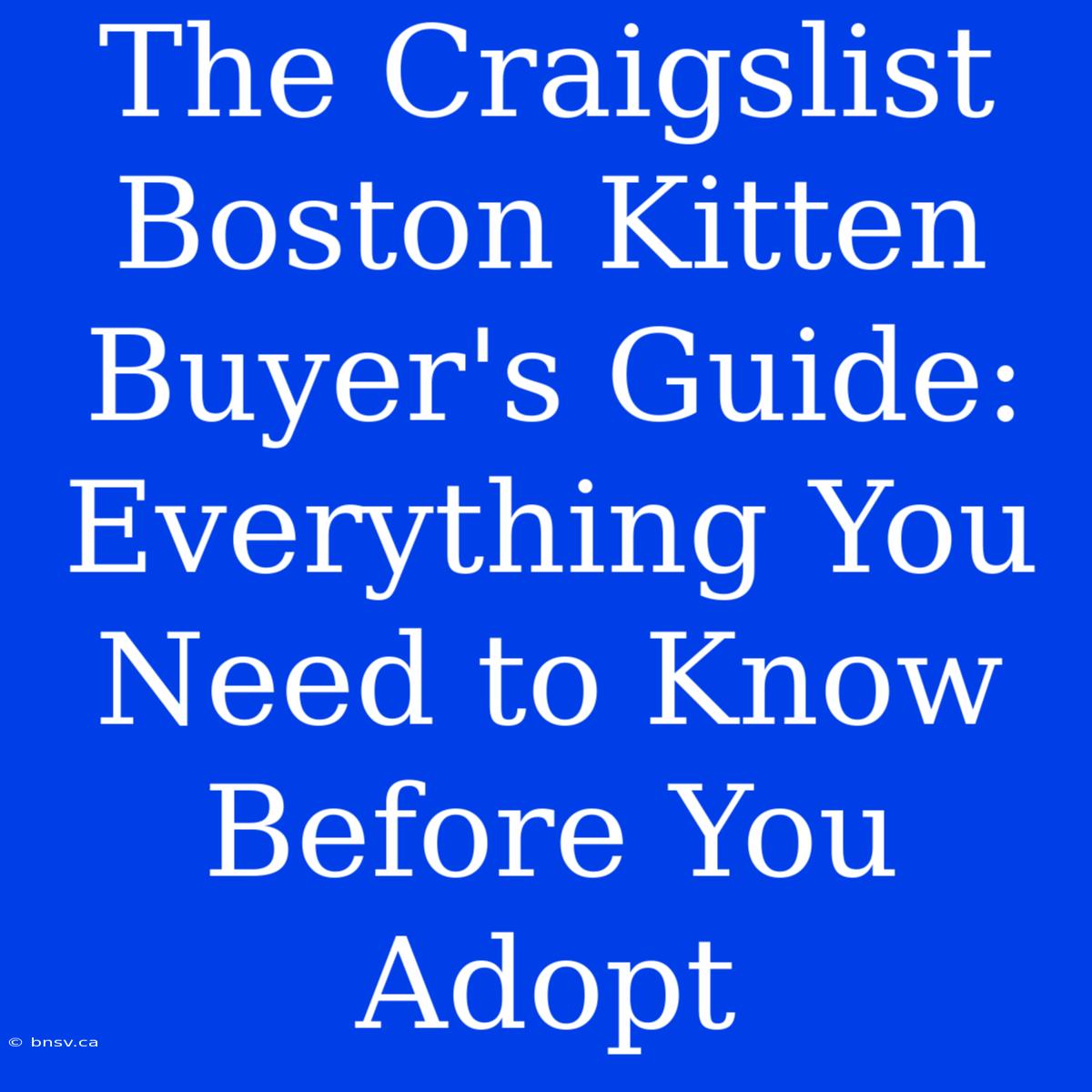 The Craigslist Boston Kitten Buyer's Guide: Everything You Need To Know Before You Adopt