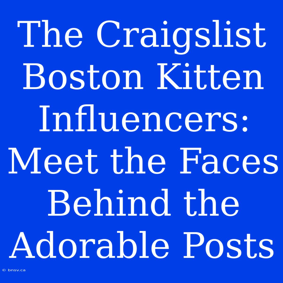 The Craigslist Boston Kitten Influencers: Meet The Faces Behind The Adorable Posts