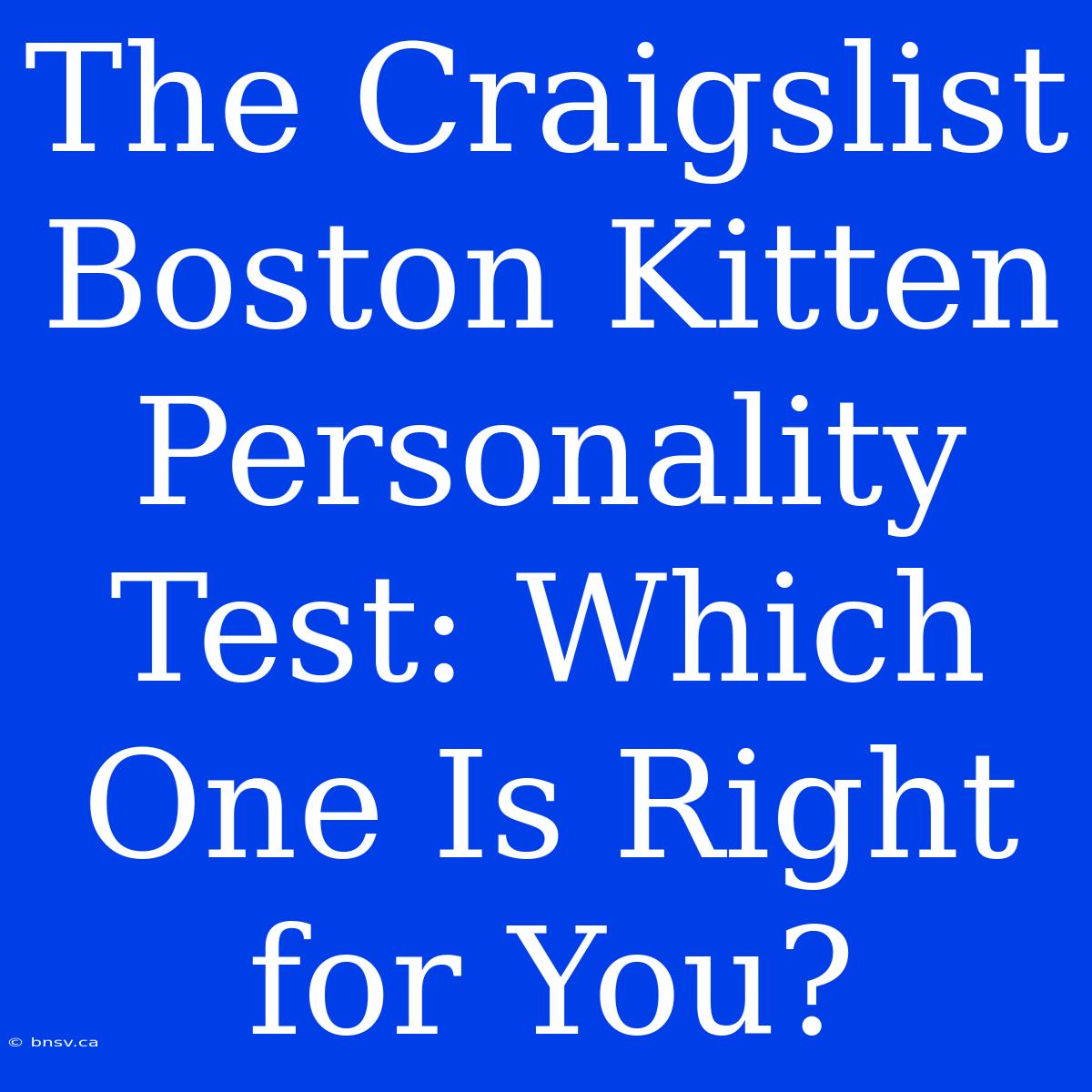 The Craigslist Boston Kitten Personality Test: Which One Is Right For You?