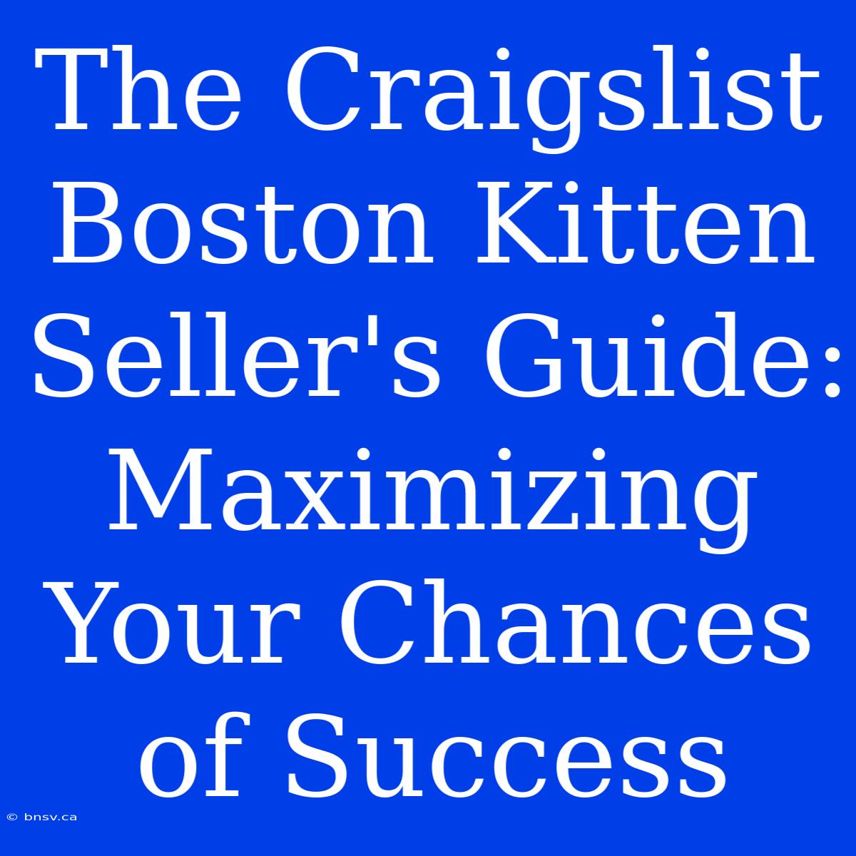 The Craigslist Boston Kitten Seller's Guide: Maximizing Your Chances Of Success