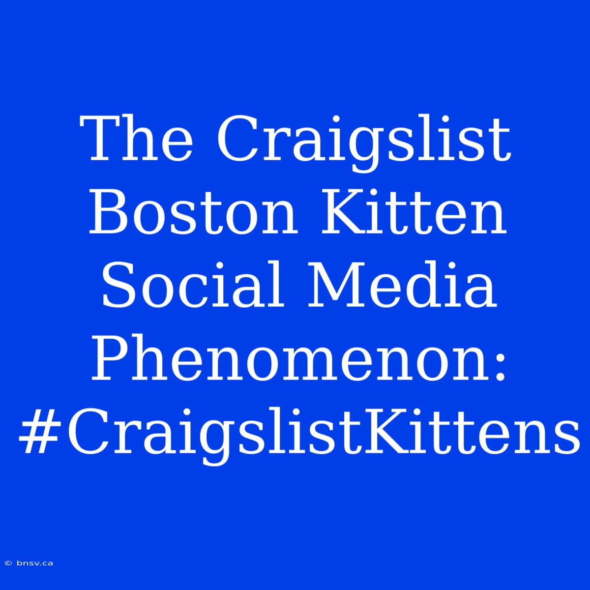 The Craigslist Boston Kitten Social Media Phenomenon: #CraigslistKittens