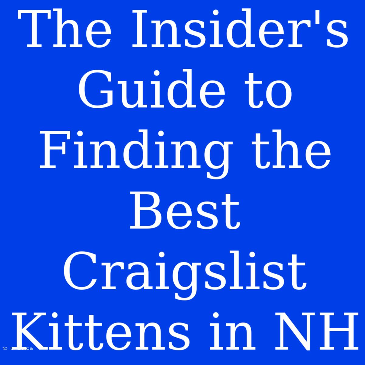 The Insider's Guide To Finding The Best Craigslist Kittens In NH