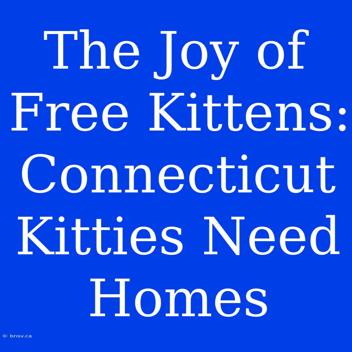 The Joy Of Free Kittens: Connecticut Kitties Need Homes