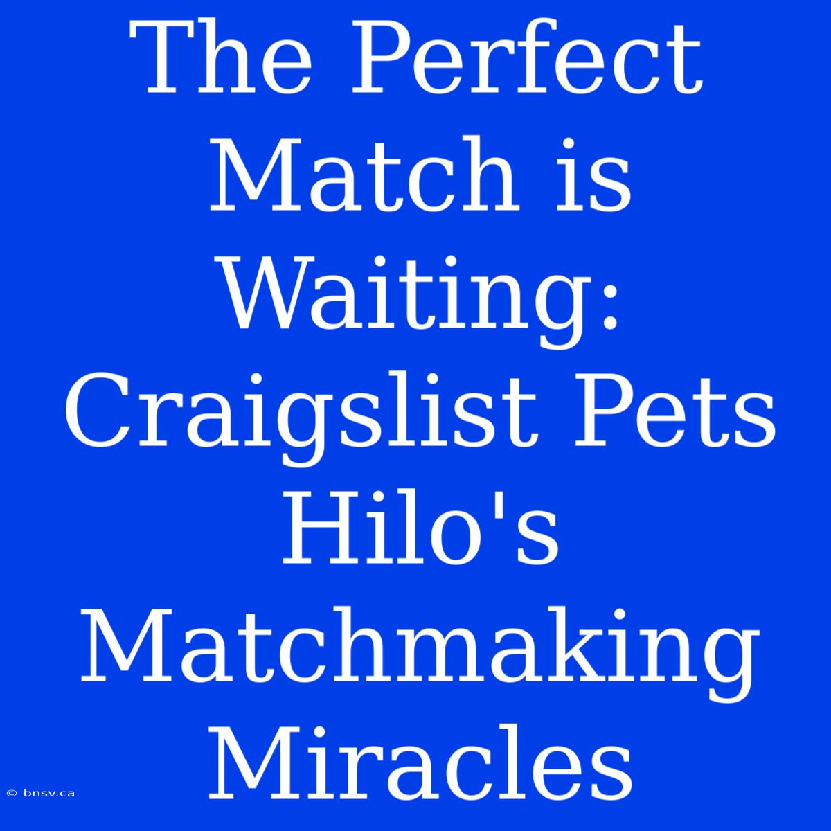 The Perfect Match Is Waiting: Craigslist Pets Hilo's Matchmaking Miracles