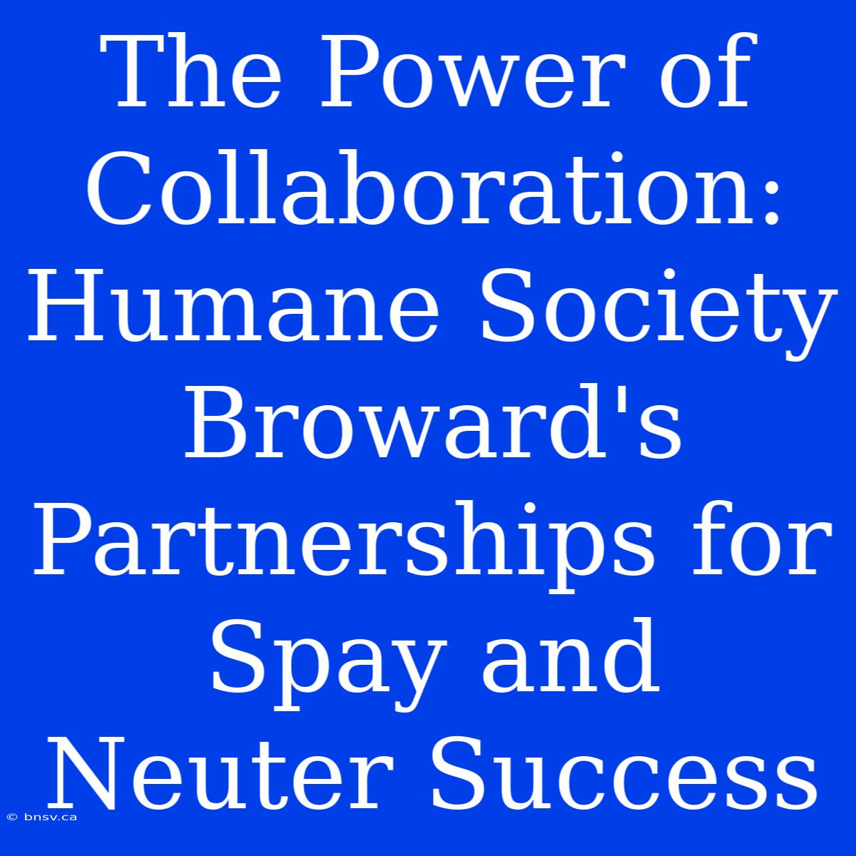 The Power Of Collaboration: Humane Society Broward's Partnerships For Spay And Neuter Success