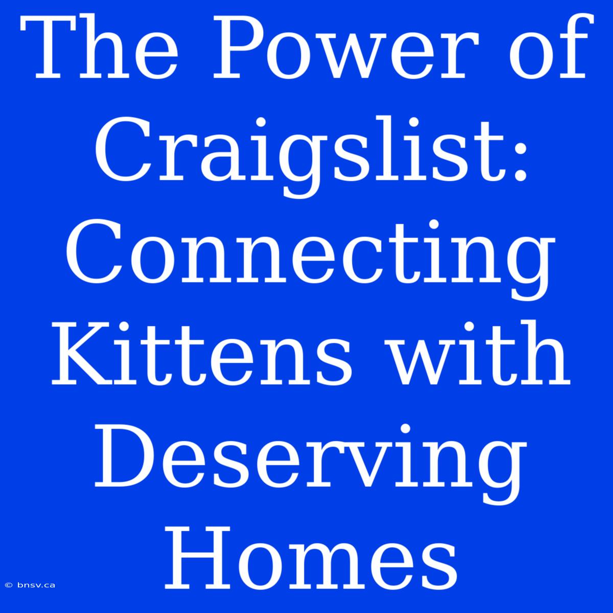 The Power Of Craigslist: Connecting Kittens With Deserving Homes