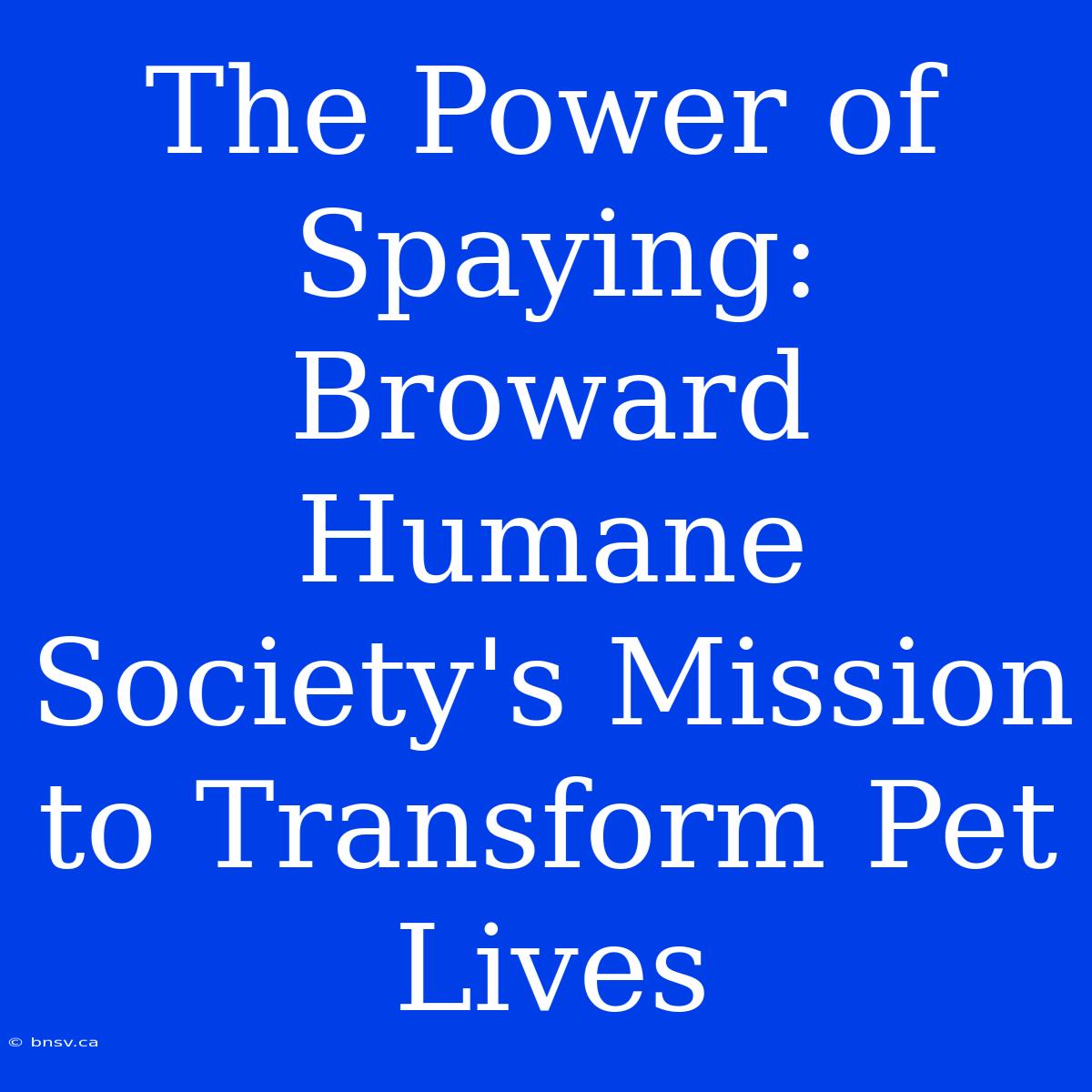 The Power Of Spaying: Broward Humane Society's Mission To Transform Pet Lives