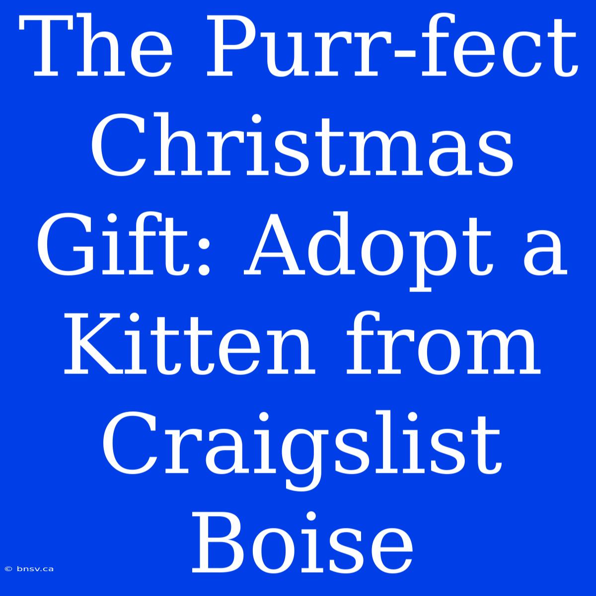 The Purr-fect Christmas Gift: Adopt A Kitten From Craigslist Boise