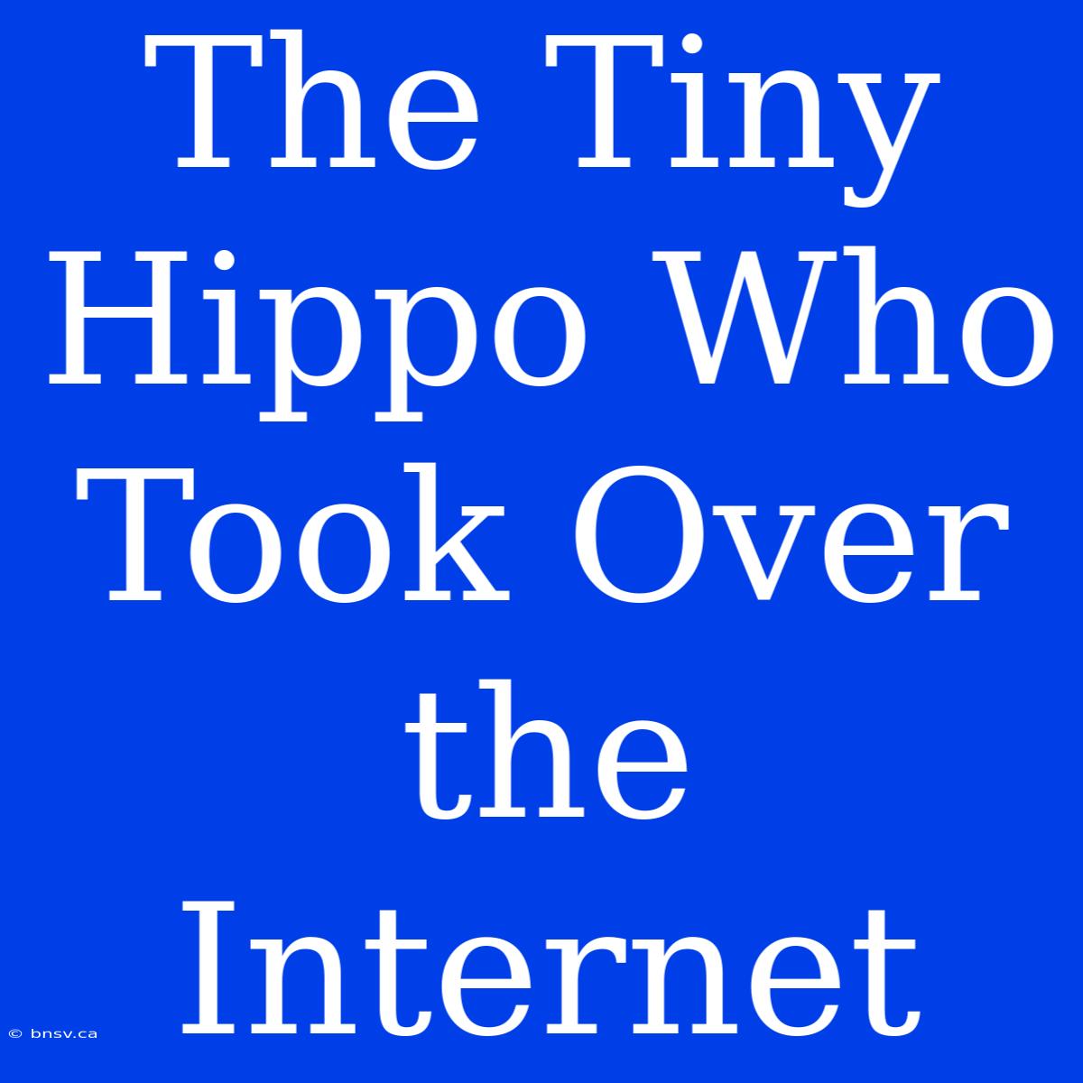 The Tiny Hippo Who Took Over The Internet