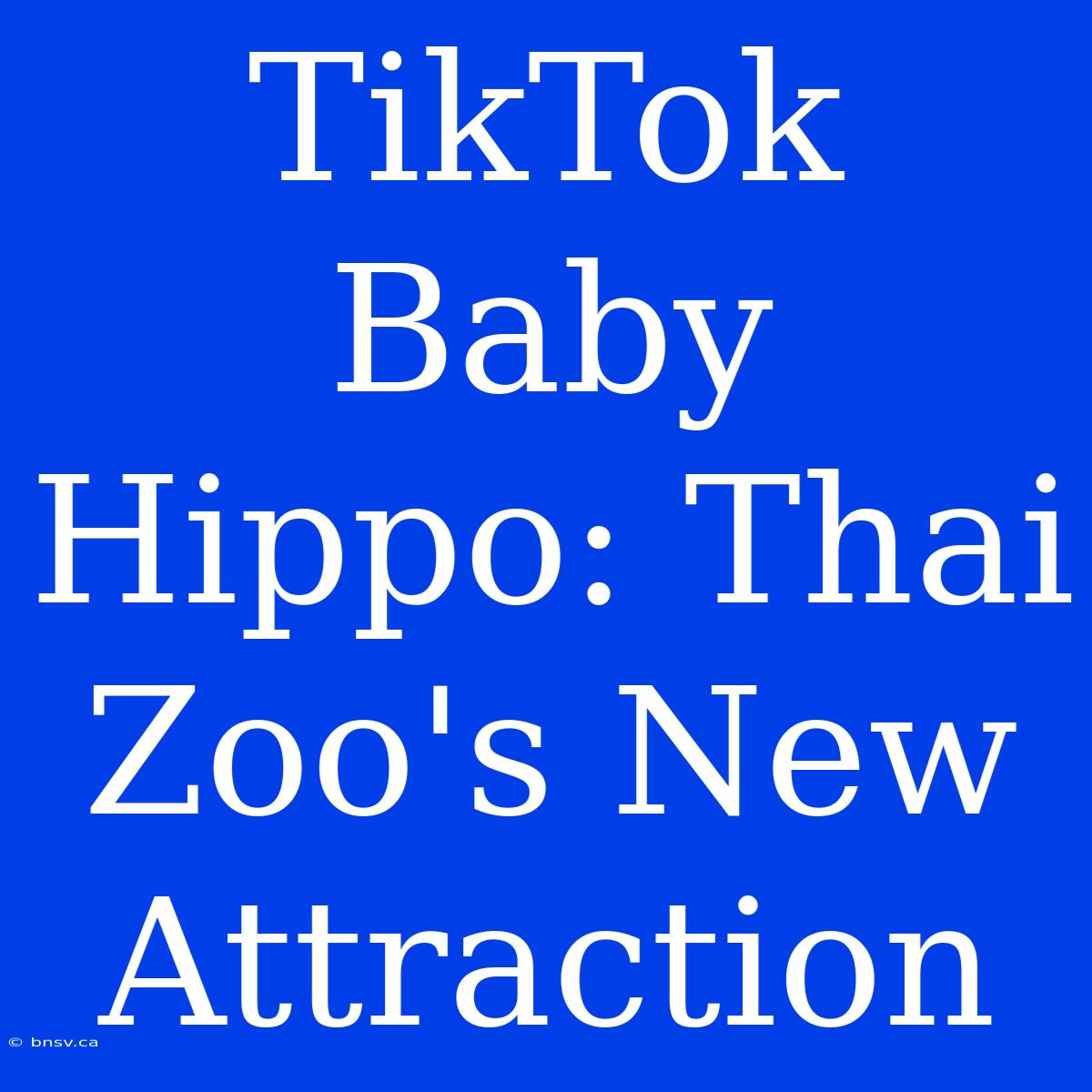 TikTok Baby Hippo: Thai Zoo's New Attraction