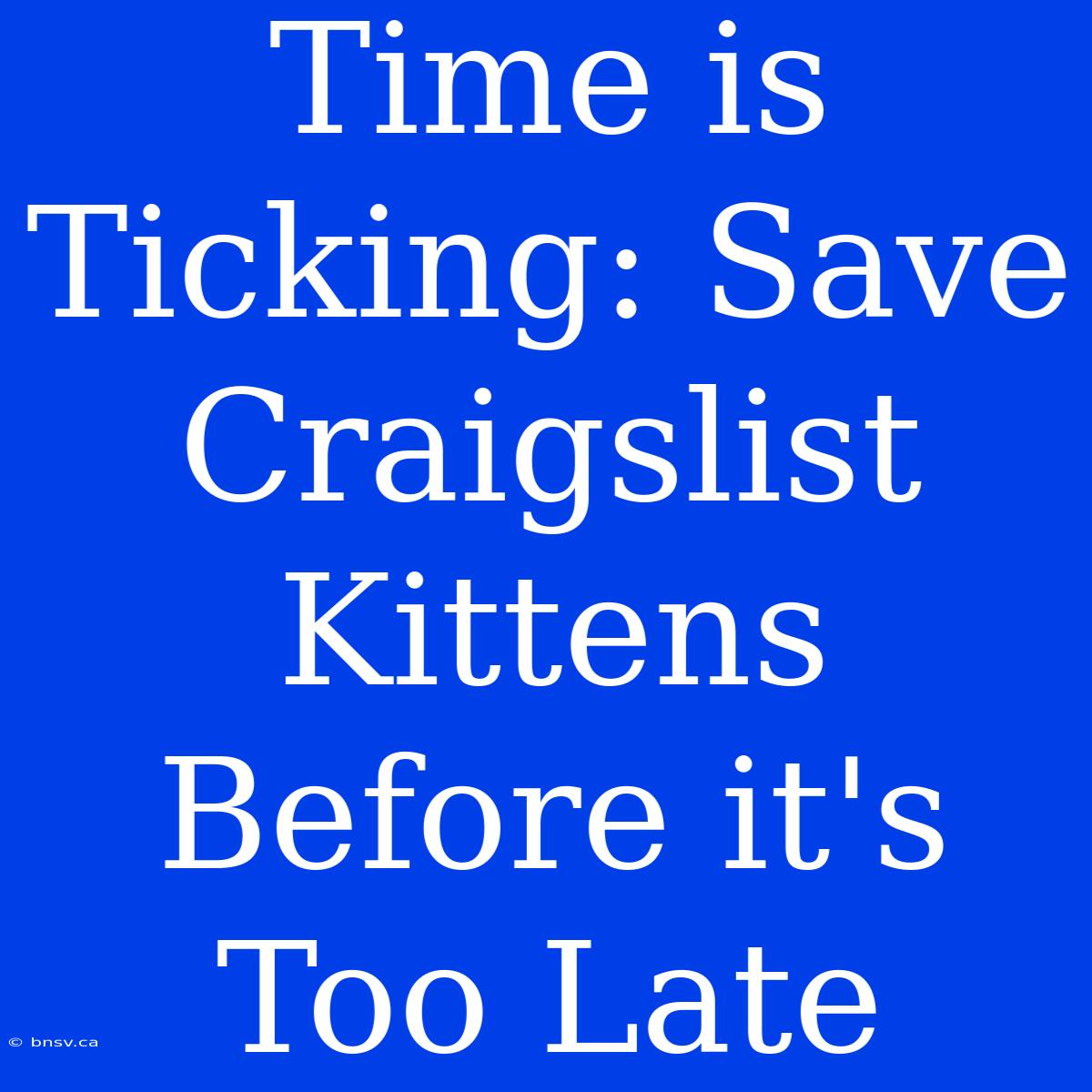 Time Is Ticking: Save Craigslist Kittens Before It's Too Late