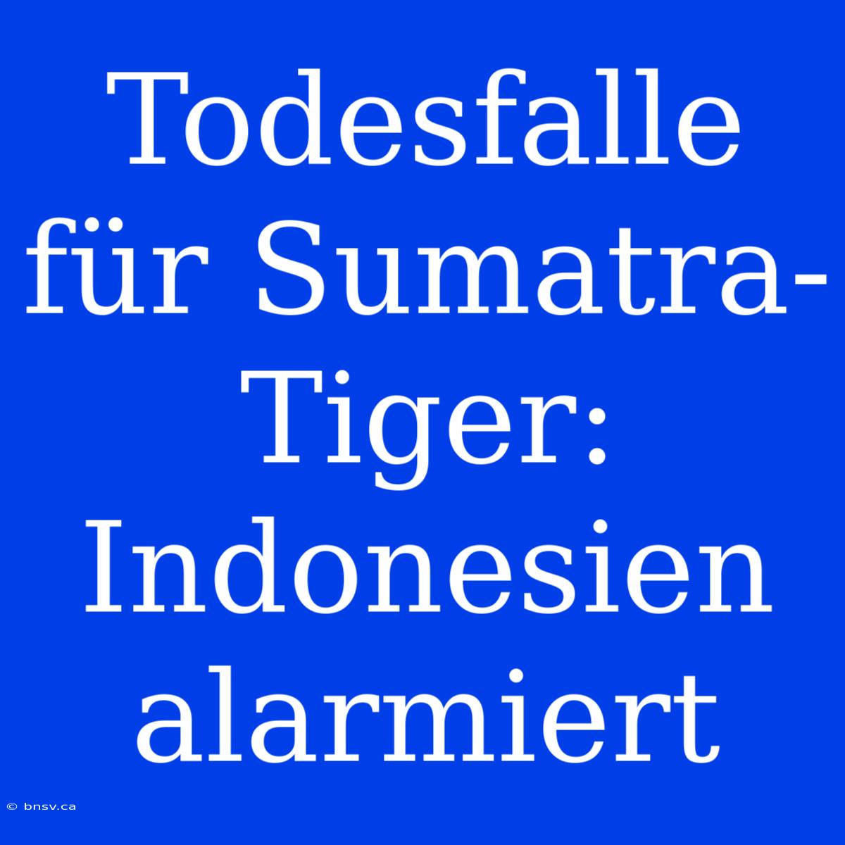 Todesfalle Für Sumatra-Tiger: Indonesien Alarmiert