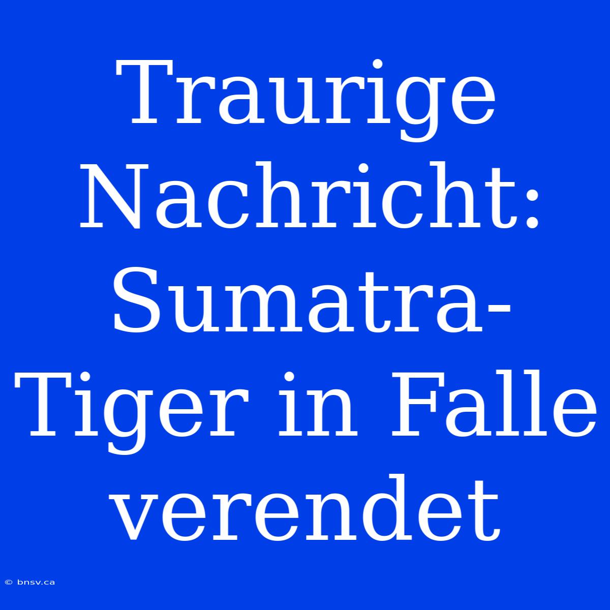 Traurige Nachricht: Sumatra-Tiger In Falle Verendet