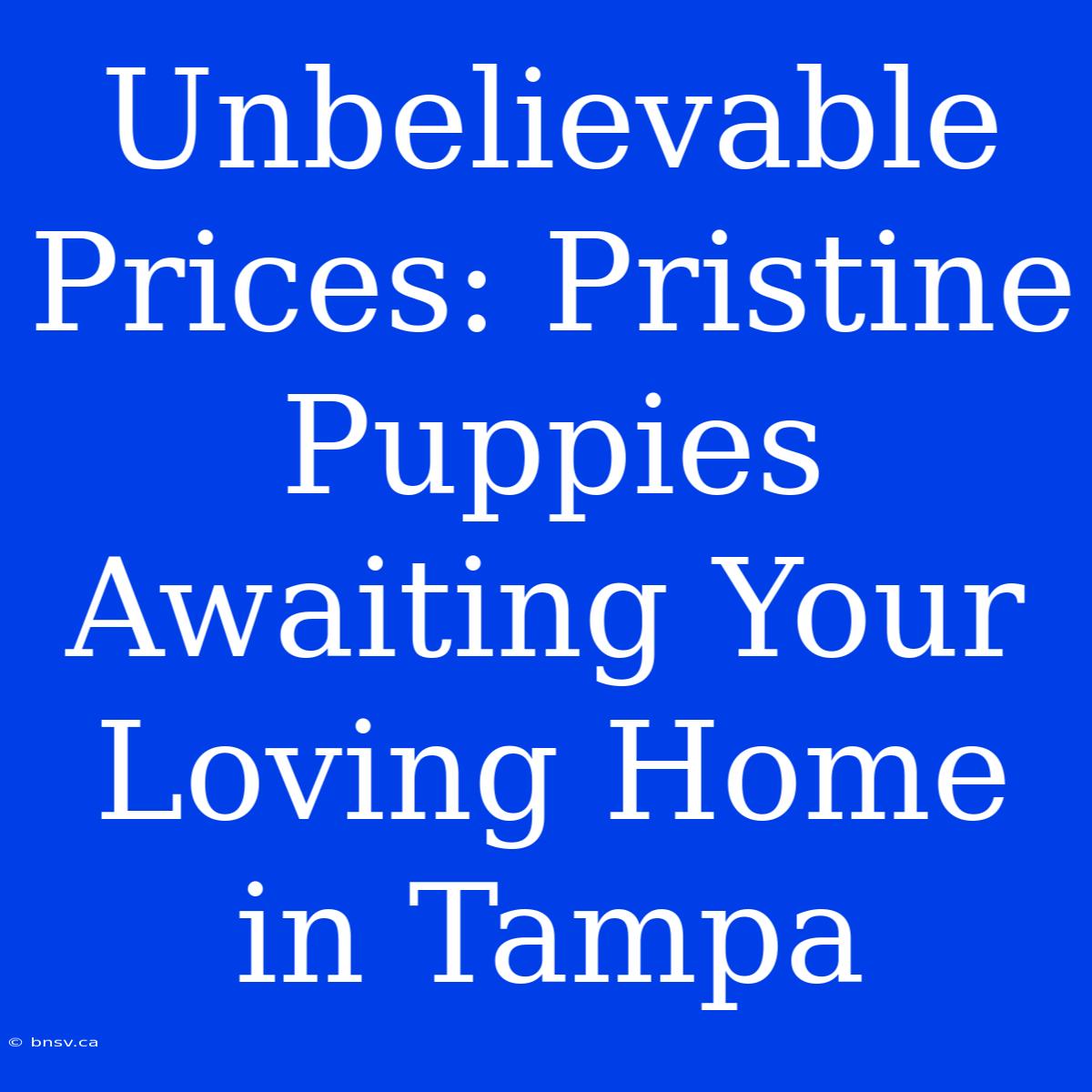 Unbelievable Prices: Pristine Puppies Awaiting Your Loving Home In Tampa