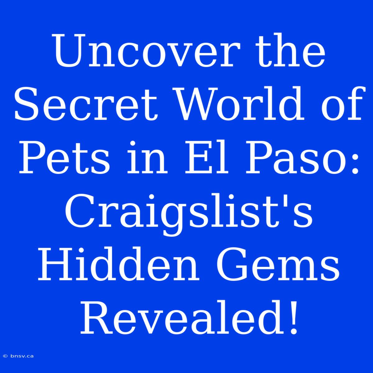 Uncover The Secret World Of Pets In El Paso: Craigslist's Hidden Gems Revealed!