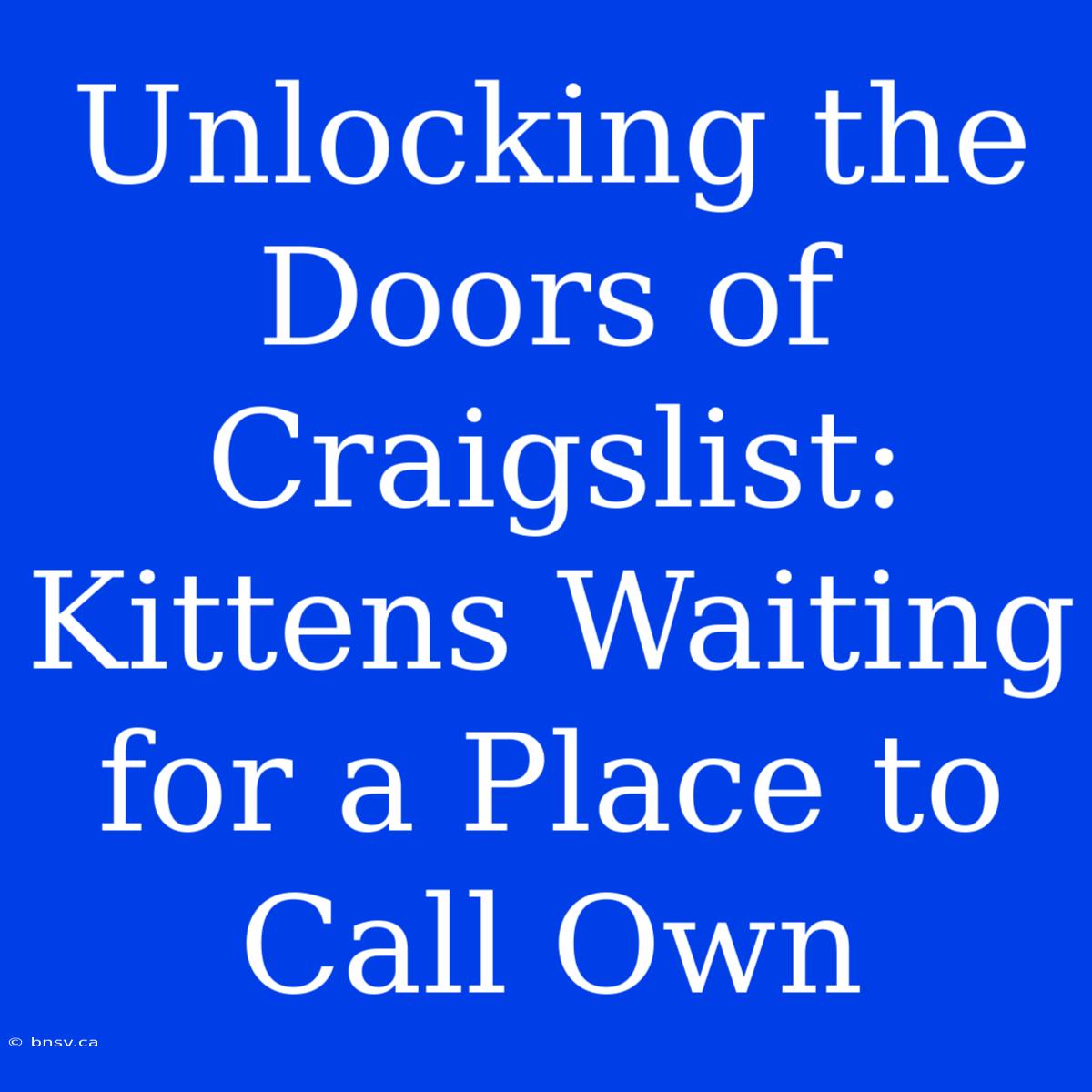 Unlocking The Doors Of Craigslist: Kittens Waiting For A Place To Call Own