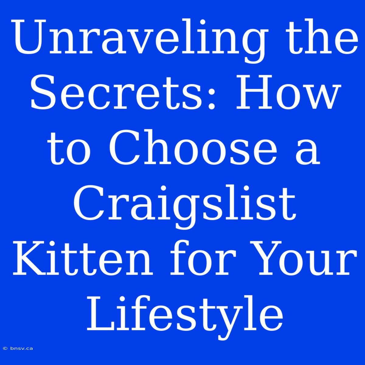 Unraveling The Secrets: How To Choose A Craigslist Kitten For Your Lifestyle