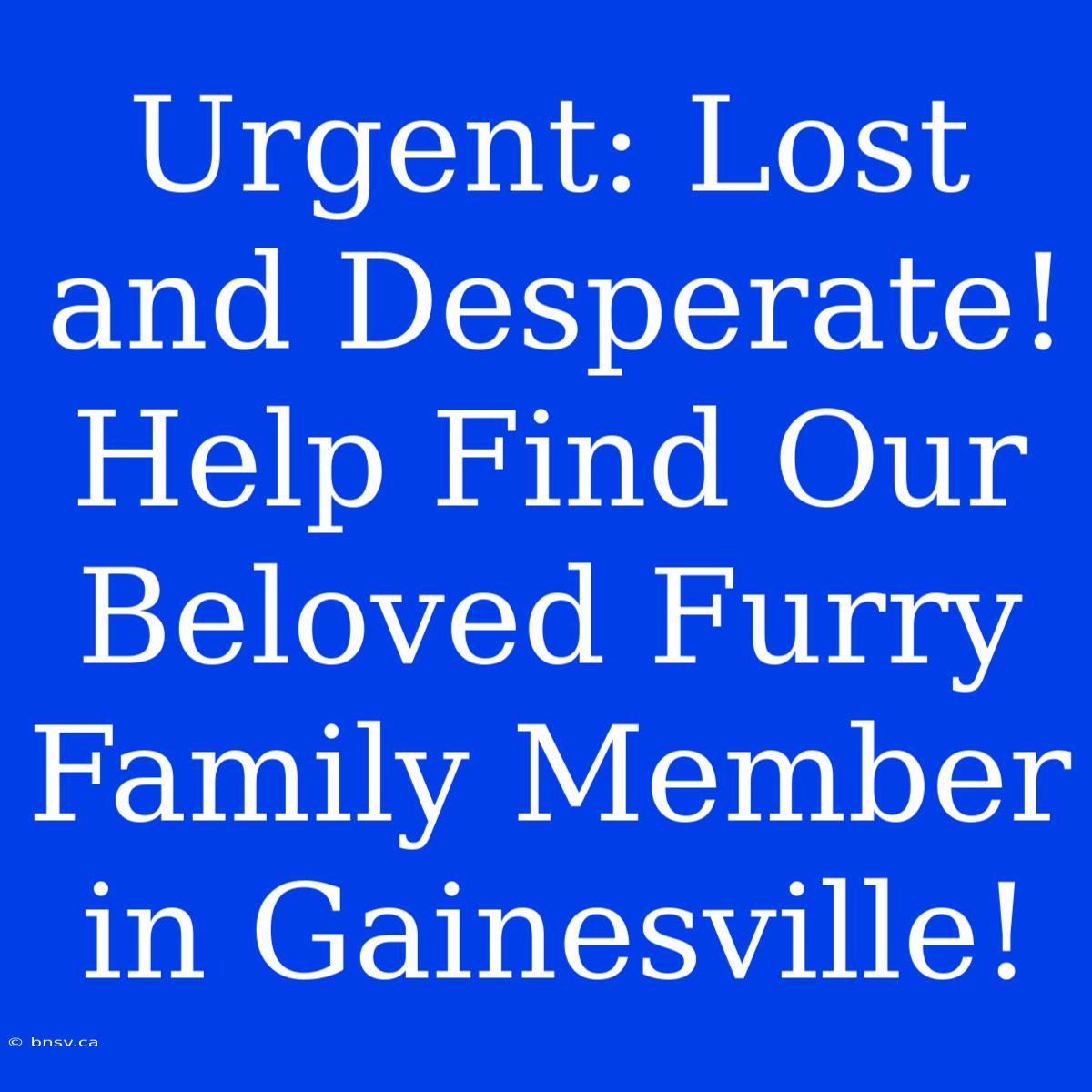 Urgent: Lost And Desperate! Help Find Our Beloved Furry Family Member In Gainesville!