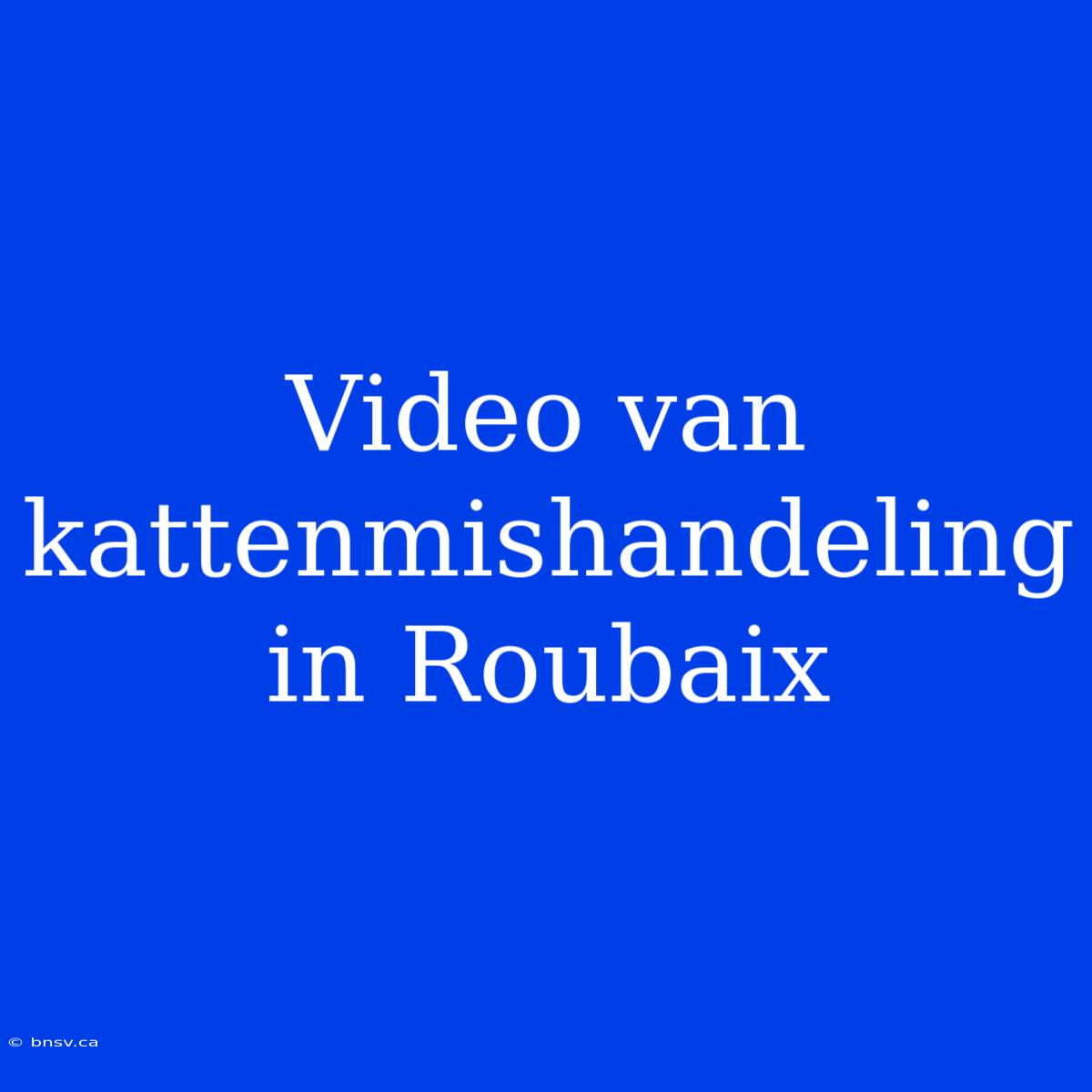 Video Van Kattenmishandeling In Roubaix