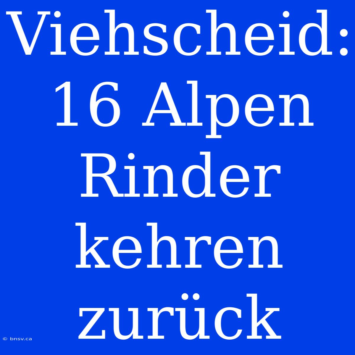 Viehscheid: 16 Alpen Rinder Kehren Zurück