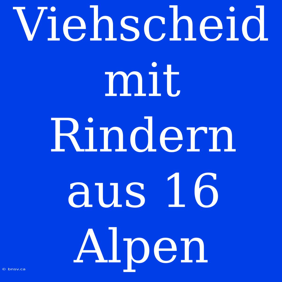 Viehscheid Mit Rindern Aus 16 Alpen