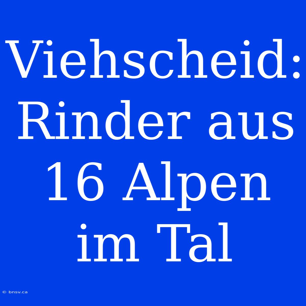 Viehscheid: Rinder Aus 16 Alpen Im Tal