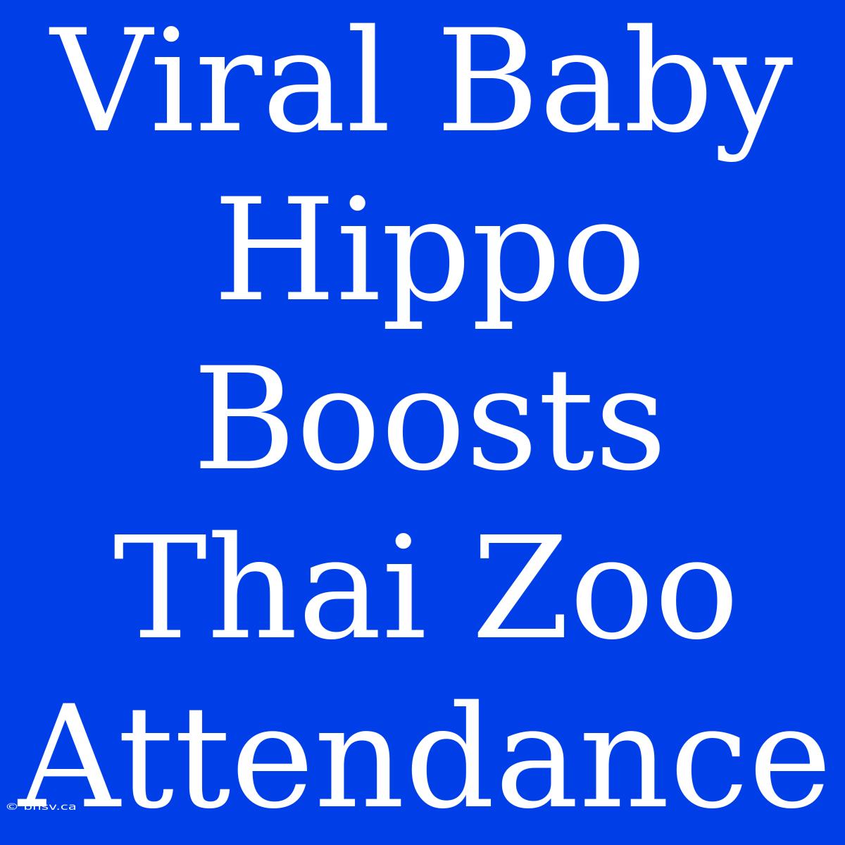 Viral Baby Hippo Boosts Thai Zoo Attendance