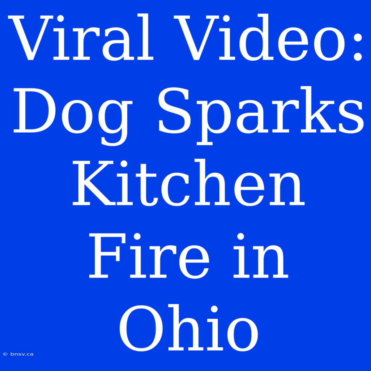 Viral Video: Dog Sparks Kitchen Fire In Ohio