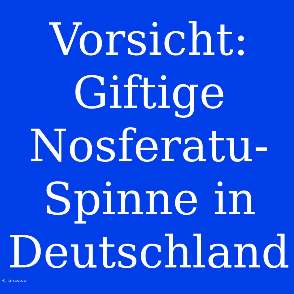 Vorsicht: Giftige Nosferatu-Spinne In Deutschland