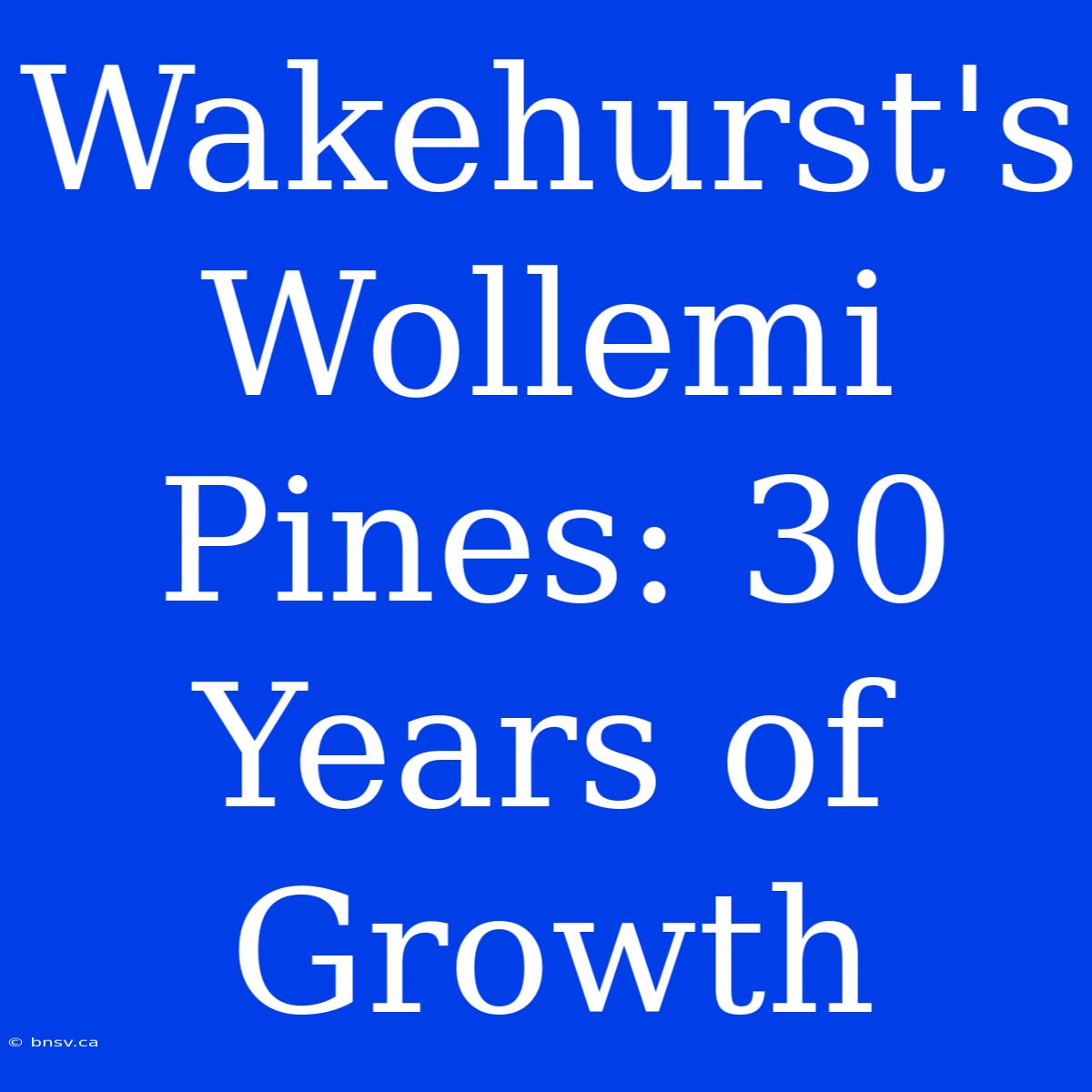 Wakehurst's Wollemi Pines: 30 Years Of Growth