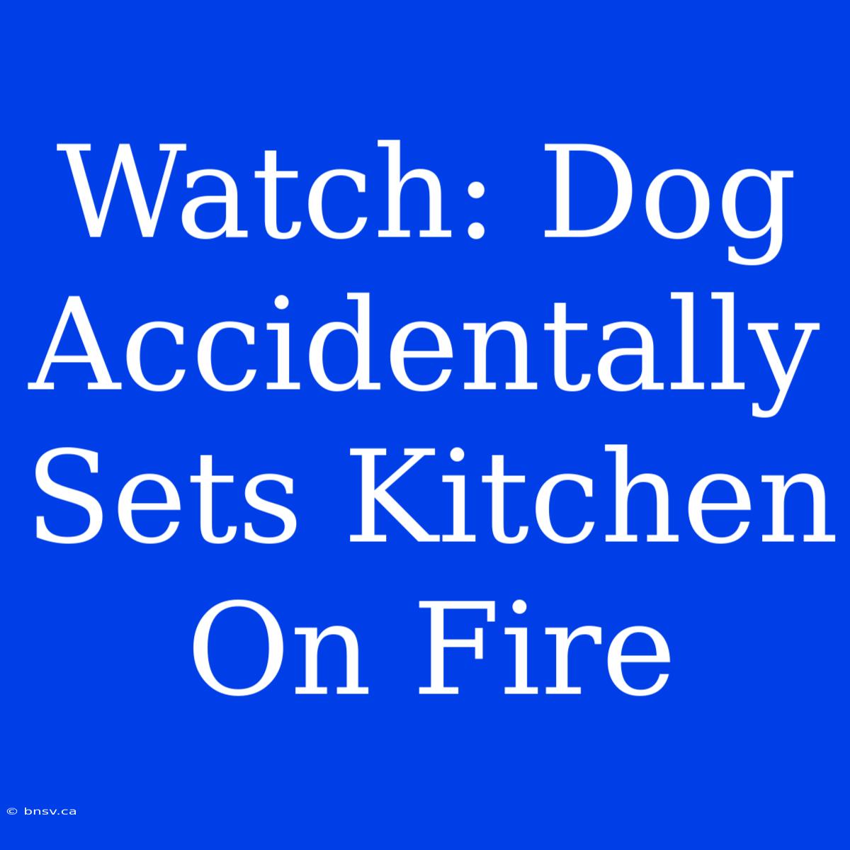 Watch: Dog Accidentally Sets Kitchen On Fire