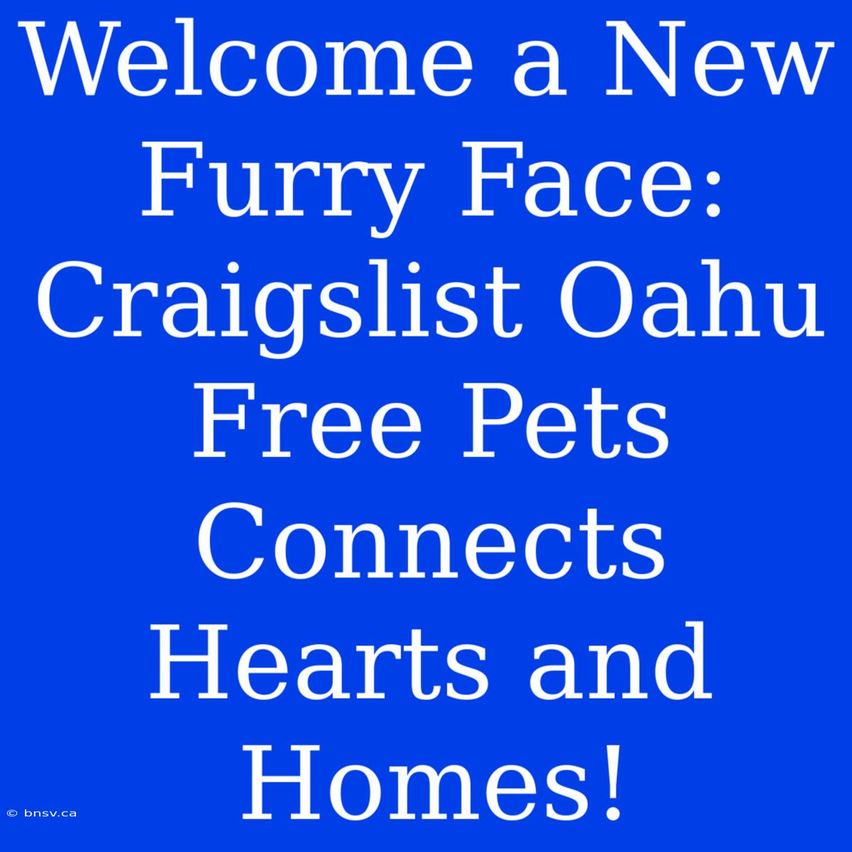 Welcome A New Furry Face: Craigslist Oahu Free Pets Connects Hearts And Homes!