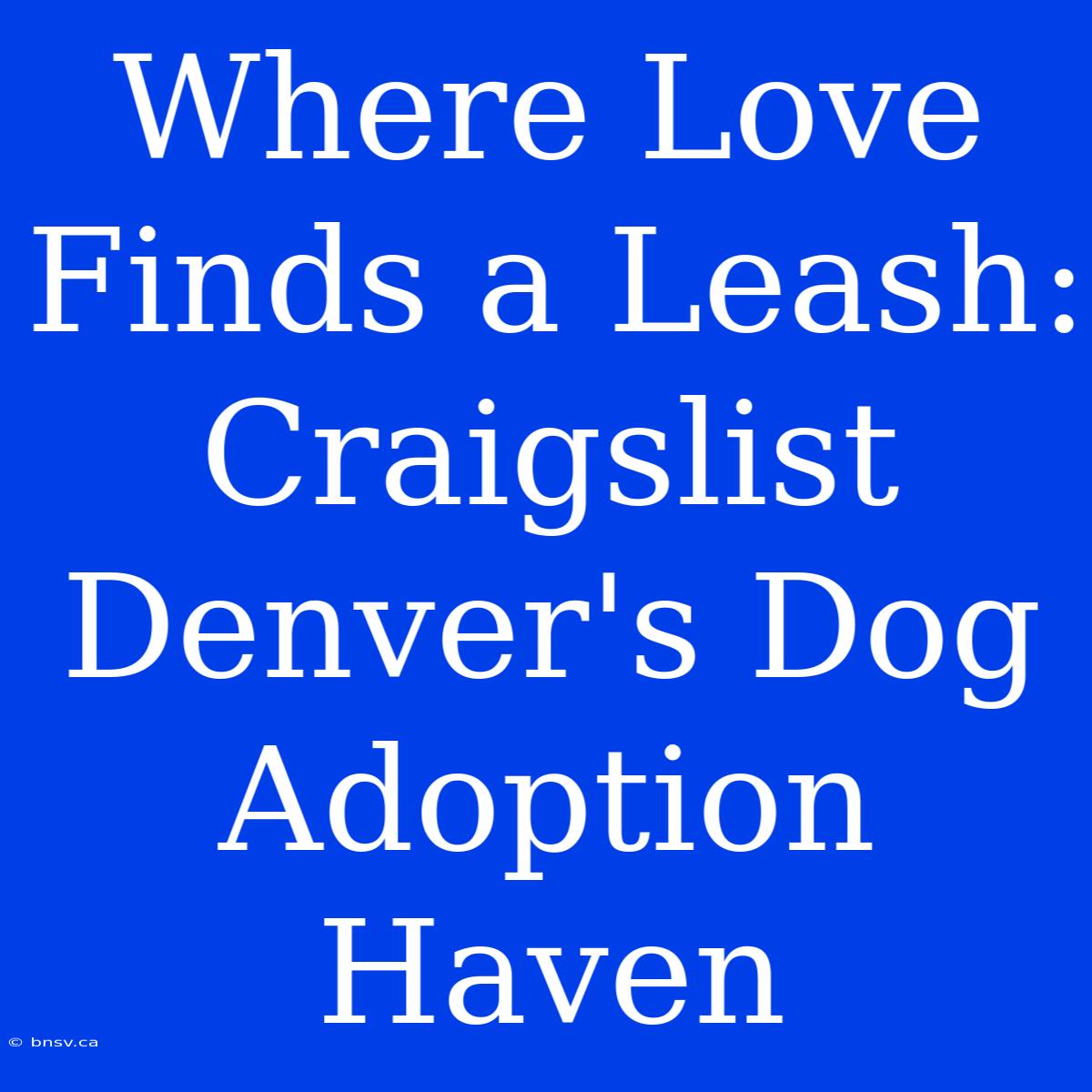 Where Love Finds A Leash: Craigslist Denver's Dog Adoption Haven