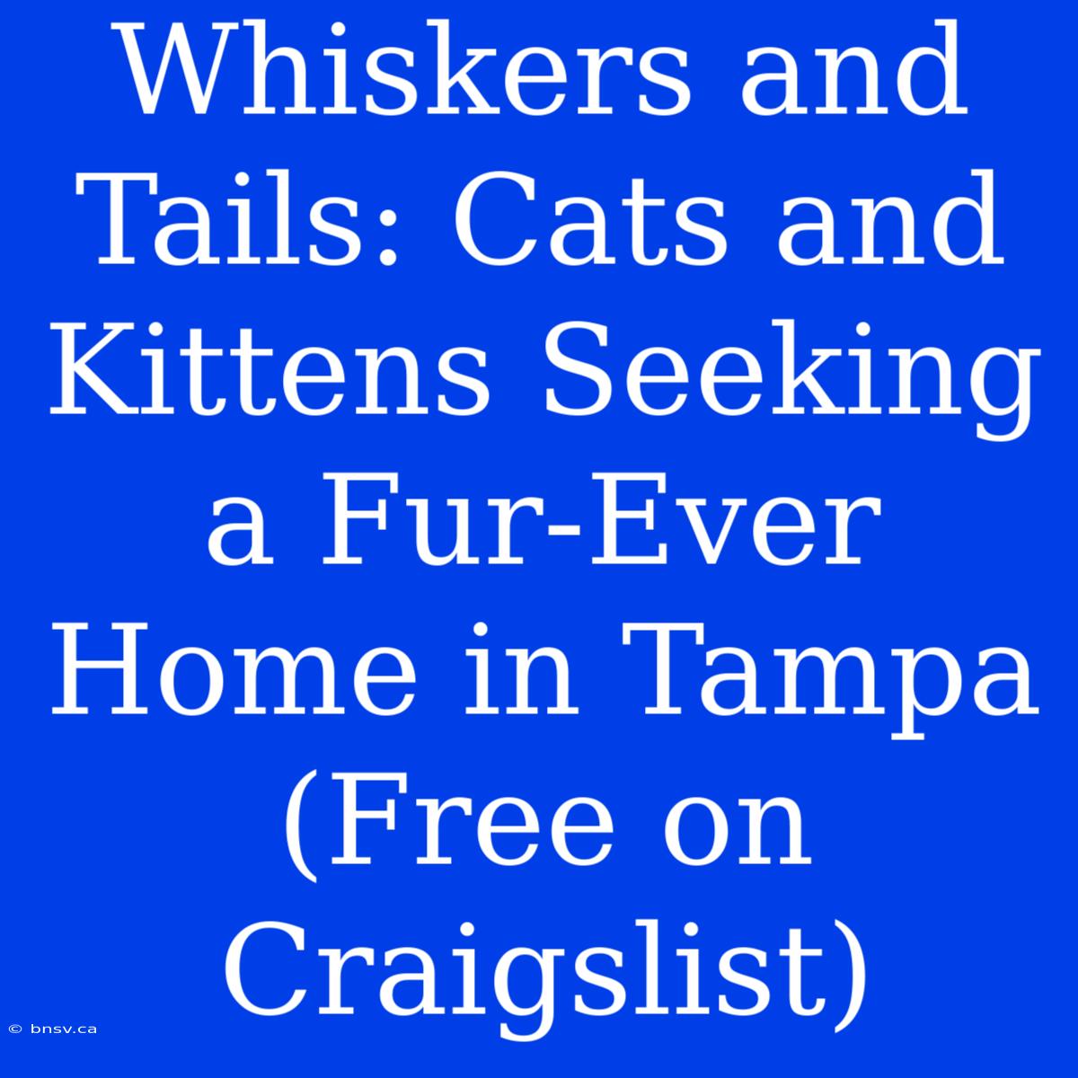 Whiskers And Tails: Cats And Kittens Seeking A Fur-Ever Home In Tampa (Free On Craigslist)