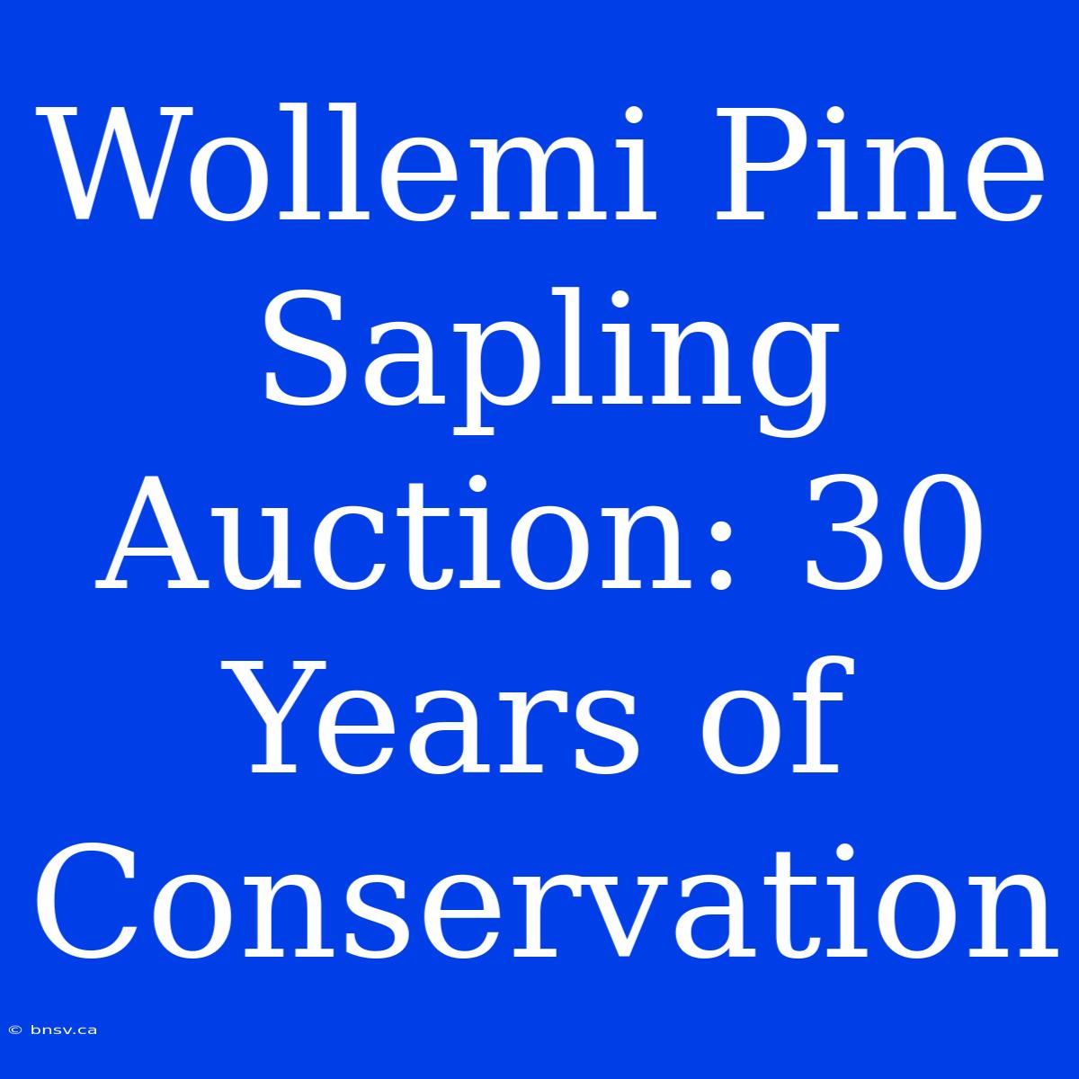 Wollemi Pine Sapling Auction: 30 Years Of Conservation