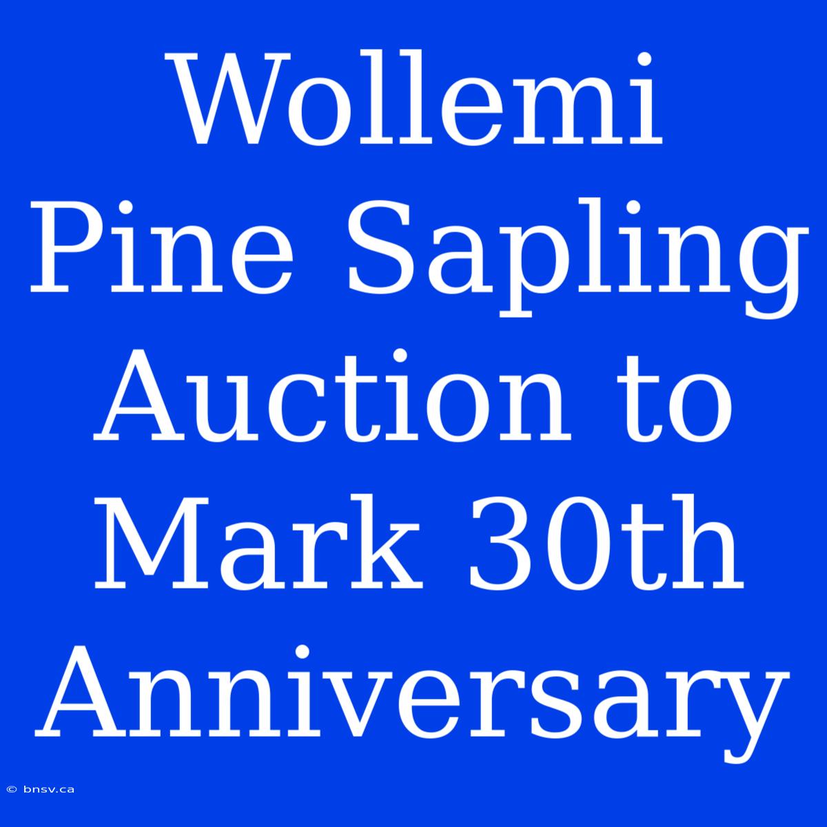 Wollemi Pine Sapling Auction To Mark 30th Anniversary