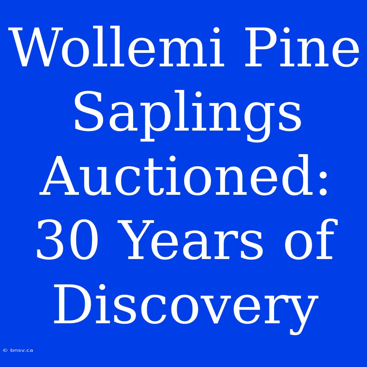 Wollemi Pine Saplings Auctioned: 30 Years Of Discovery