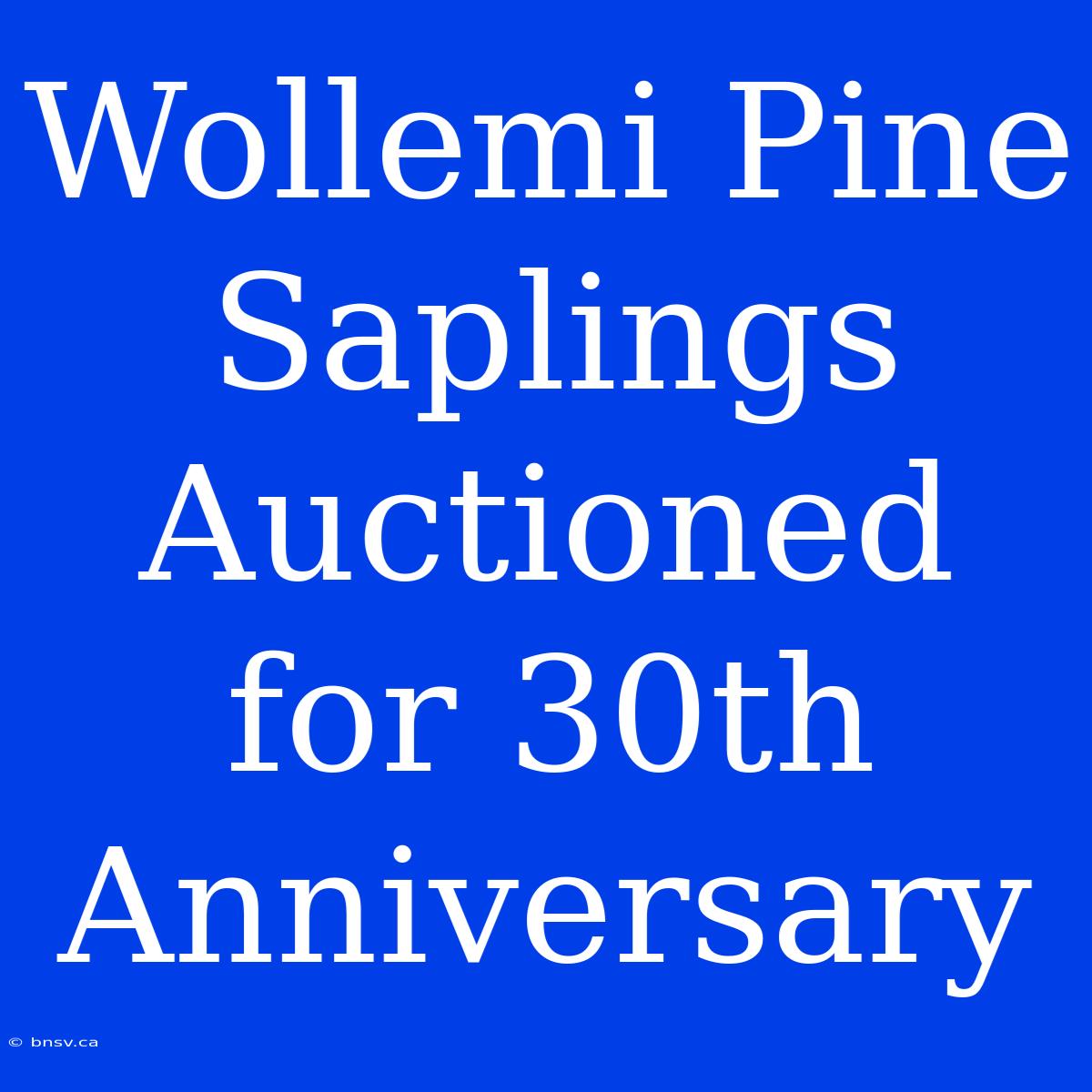 Wollemi Pine Saplings Auctioned For 30th Anniversary