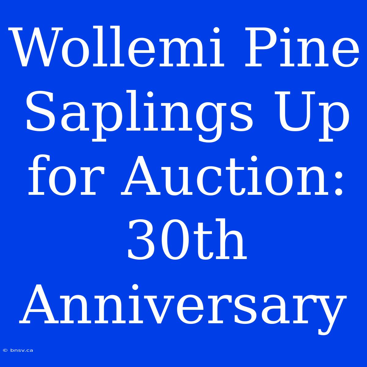 Wollemi Pine Saplings Up For Auction: 30th Anniversary